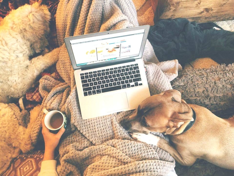 Cuddles: Dogs & Blogs. 