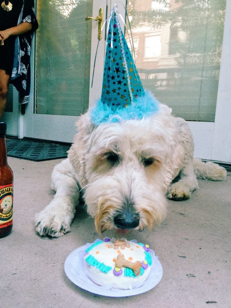 Mr. Grumples the Goldendoodle is five! Birthday Party Time :)