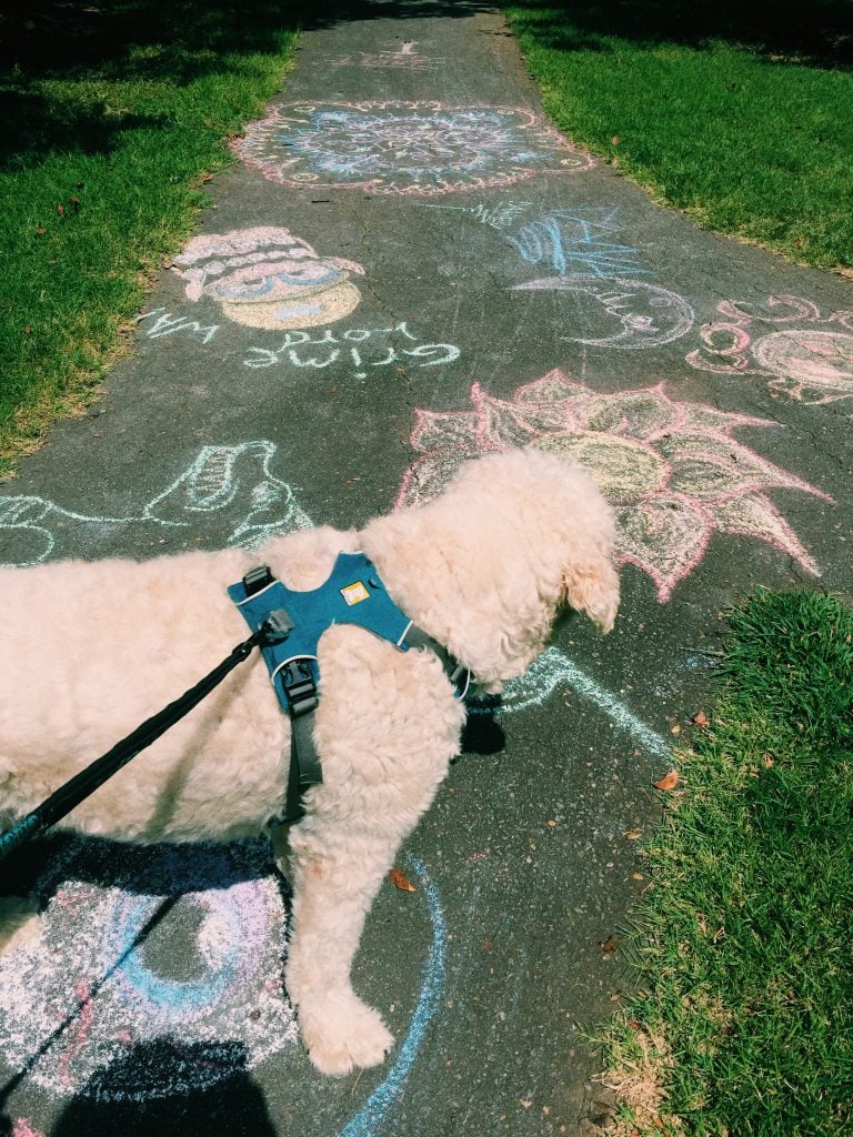 afternoon walk with grumples the goldendoodle