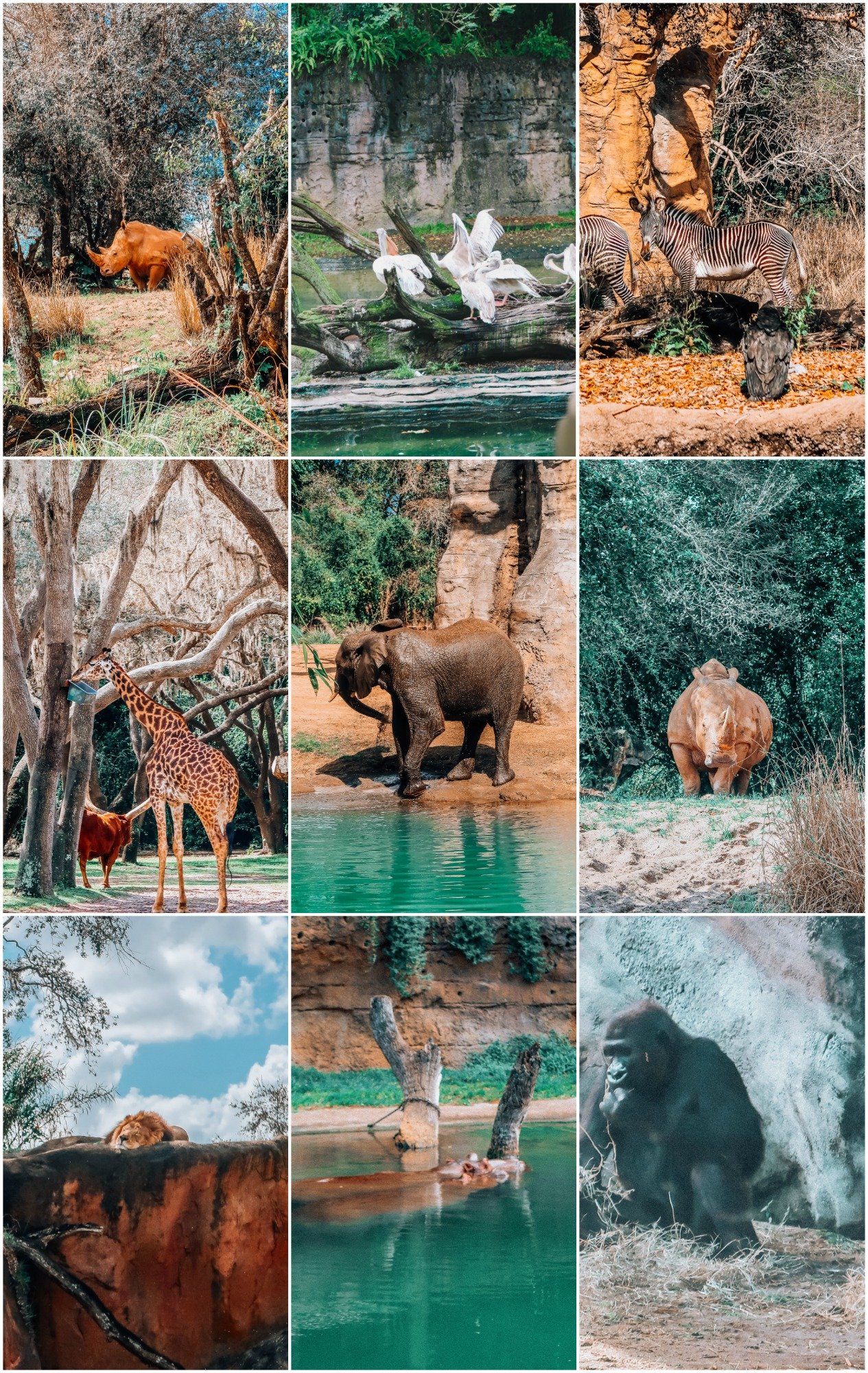 The Animal Kingdom Walt Disney World Itinerary Safari