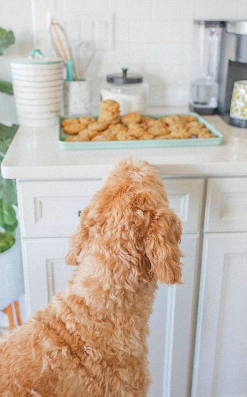 christmas cookies, gumdrops, nut cracker, oatmeal candy, christmas desserts, holiday baking, holiday cookies, gumdrops, sugarplums, the nutcracker inspired cookies, christmas baking, easy recipe