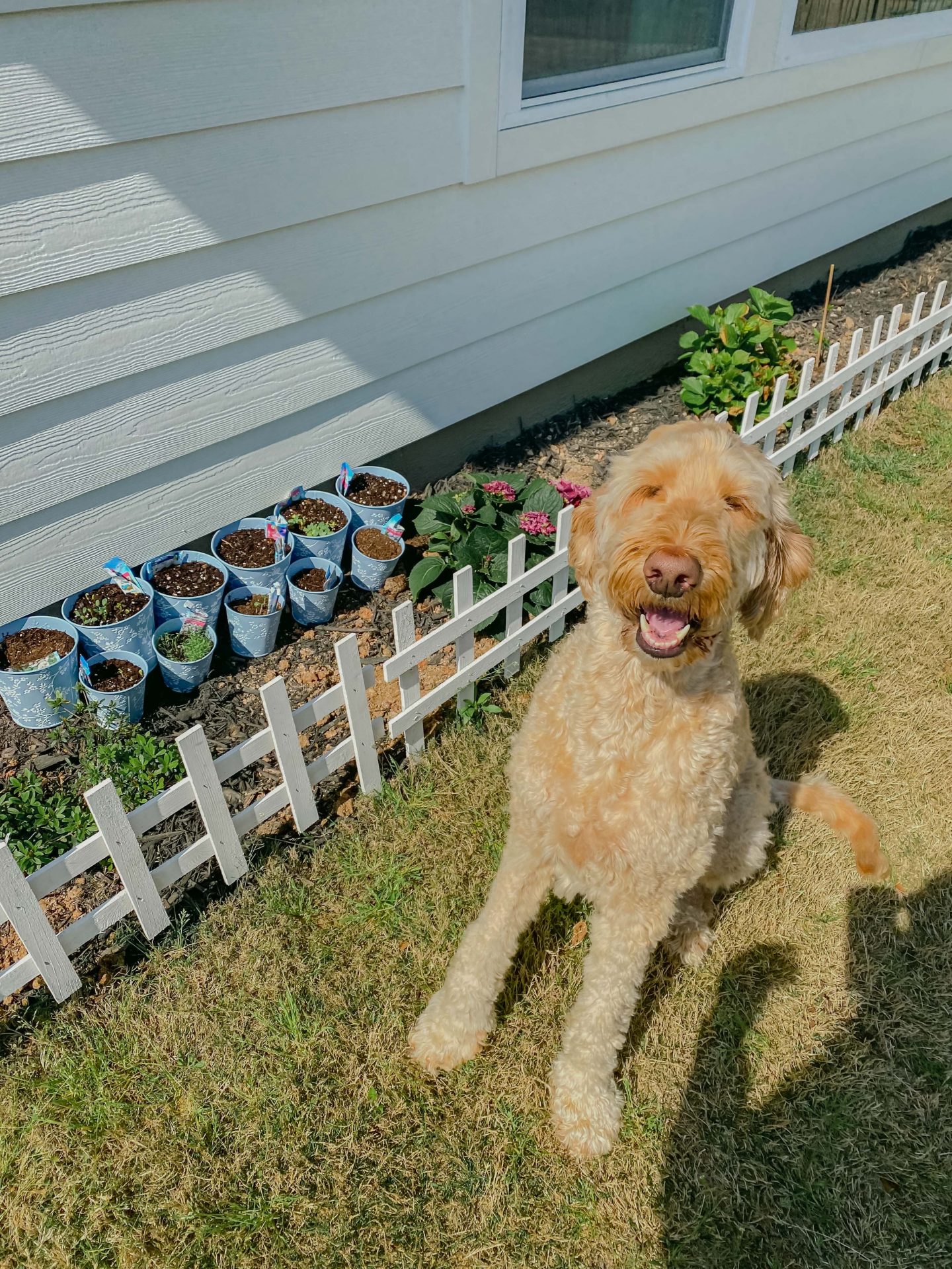 golden doodle, backyard garden, white picket fence, garden, pups, backyard, flowers, hydrangeas, cut flower garden, garden dogs, South Carolina