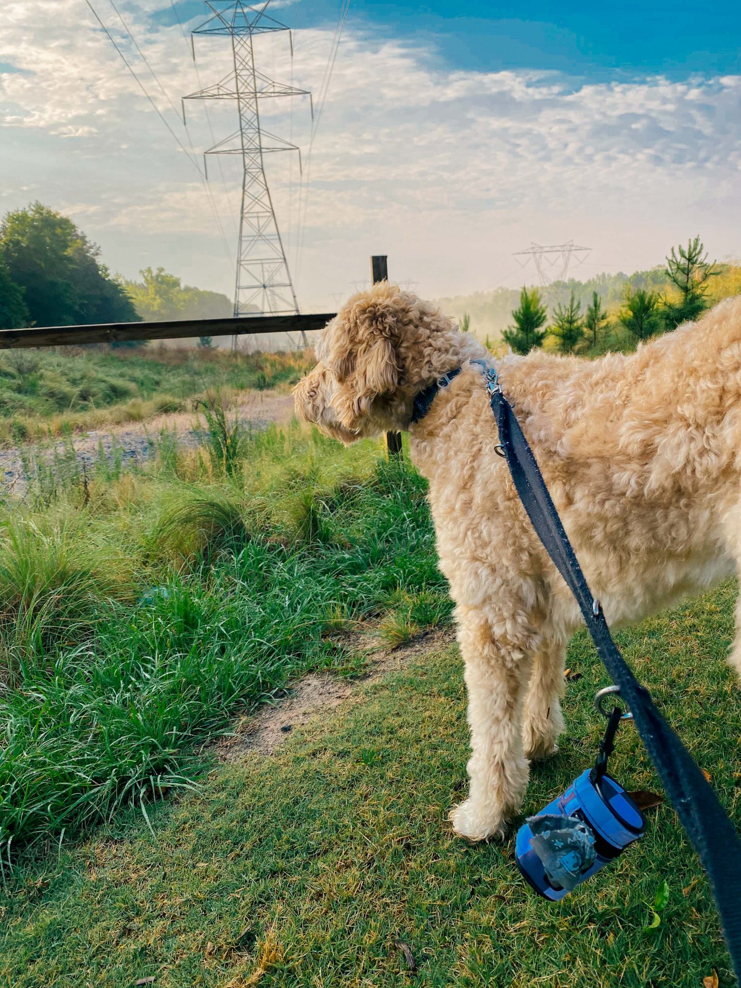 Leo, dog walk, goldendoodle, fort mill, masons bend trail