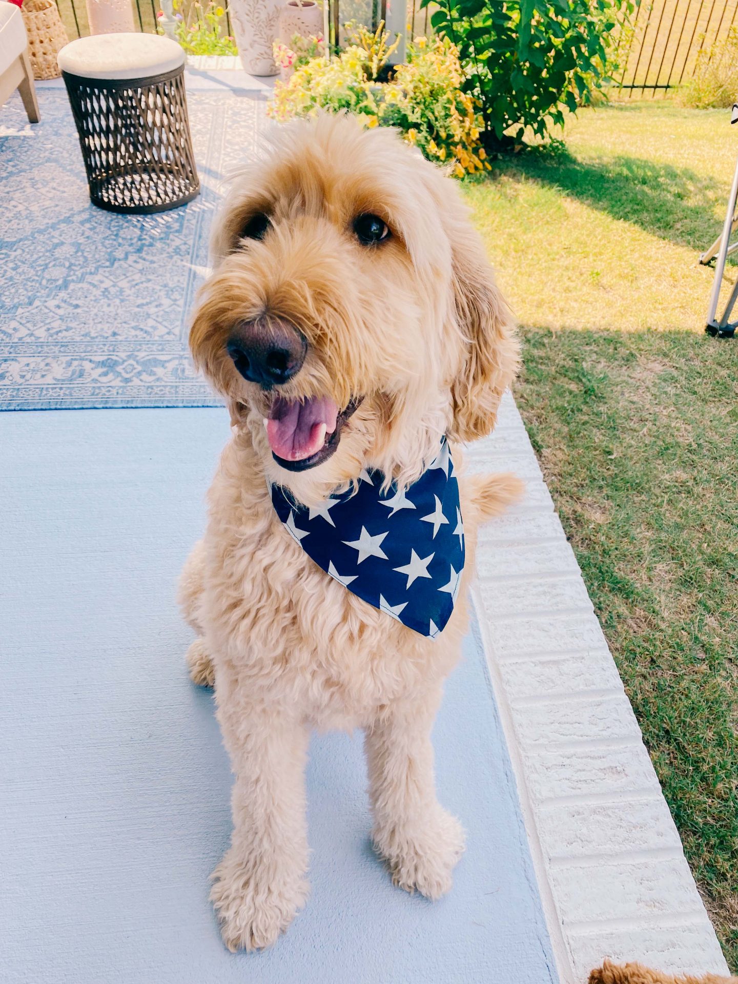 4th of July dog bandana