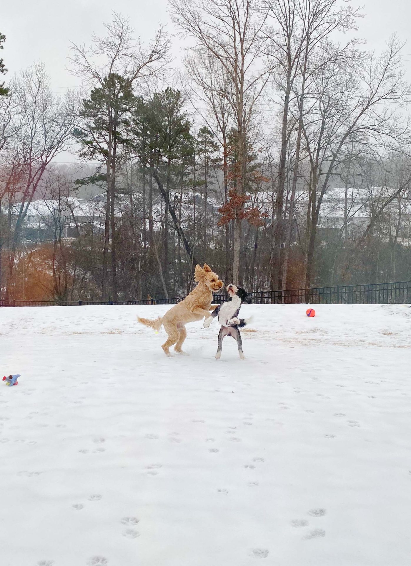 snow day, dogs, golden doodle, fort mill sc, snowy day