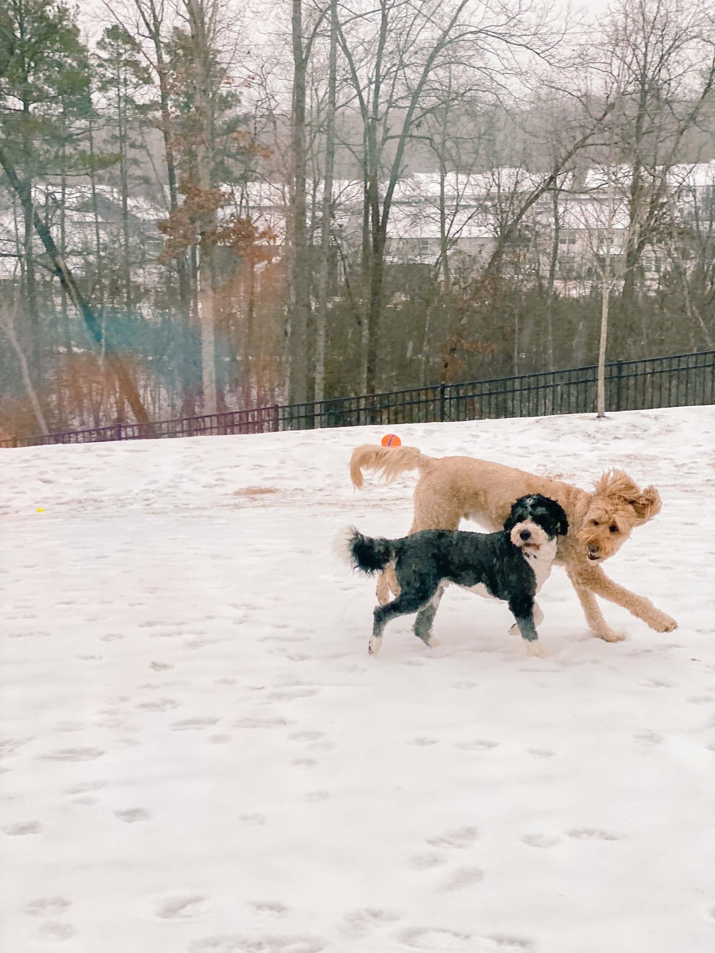 snow day, dogs, golden doodle, fort mill sc, snowy day