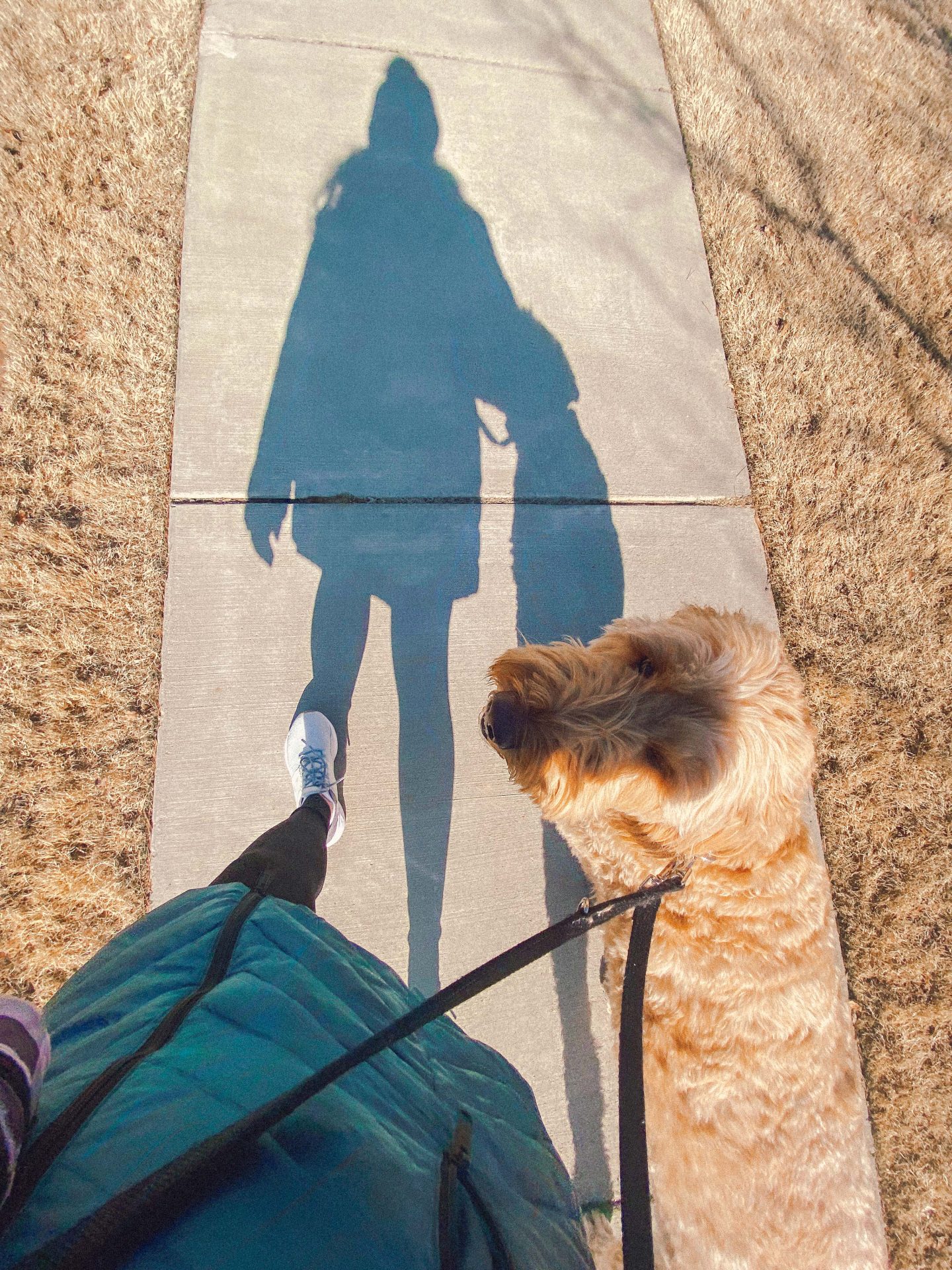 walking the dog, exercise, walking while pregnant, pregnancy fitness 