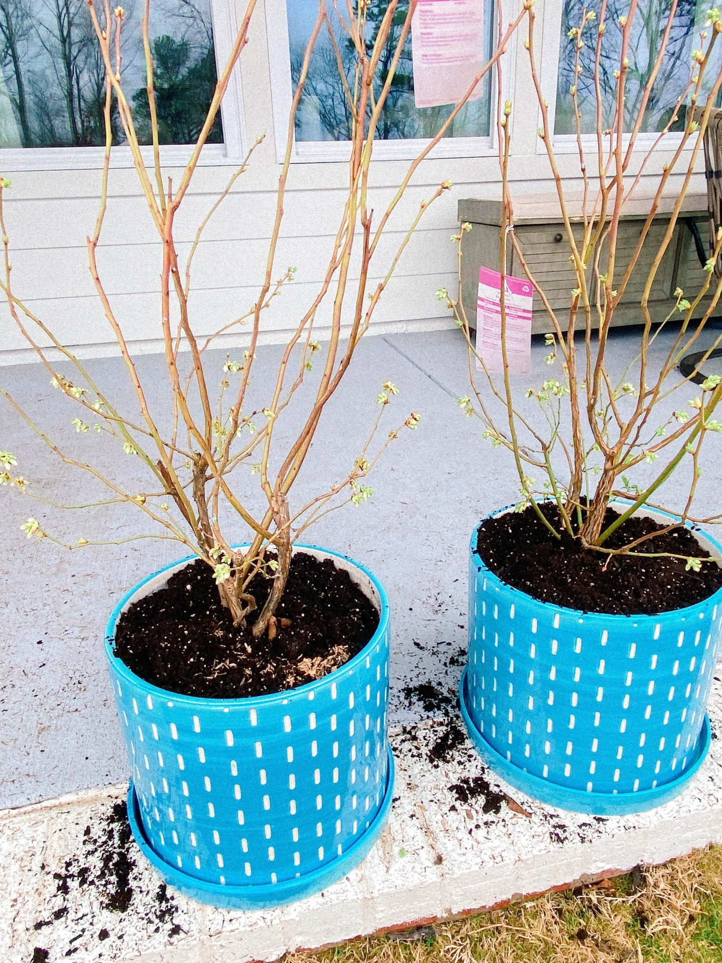 potted indoor blueberry plants