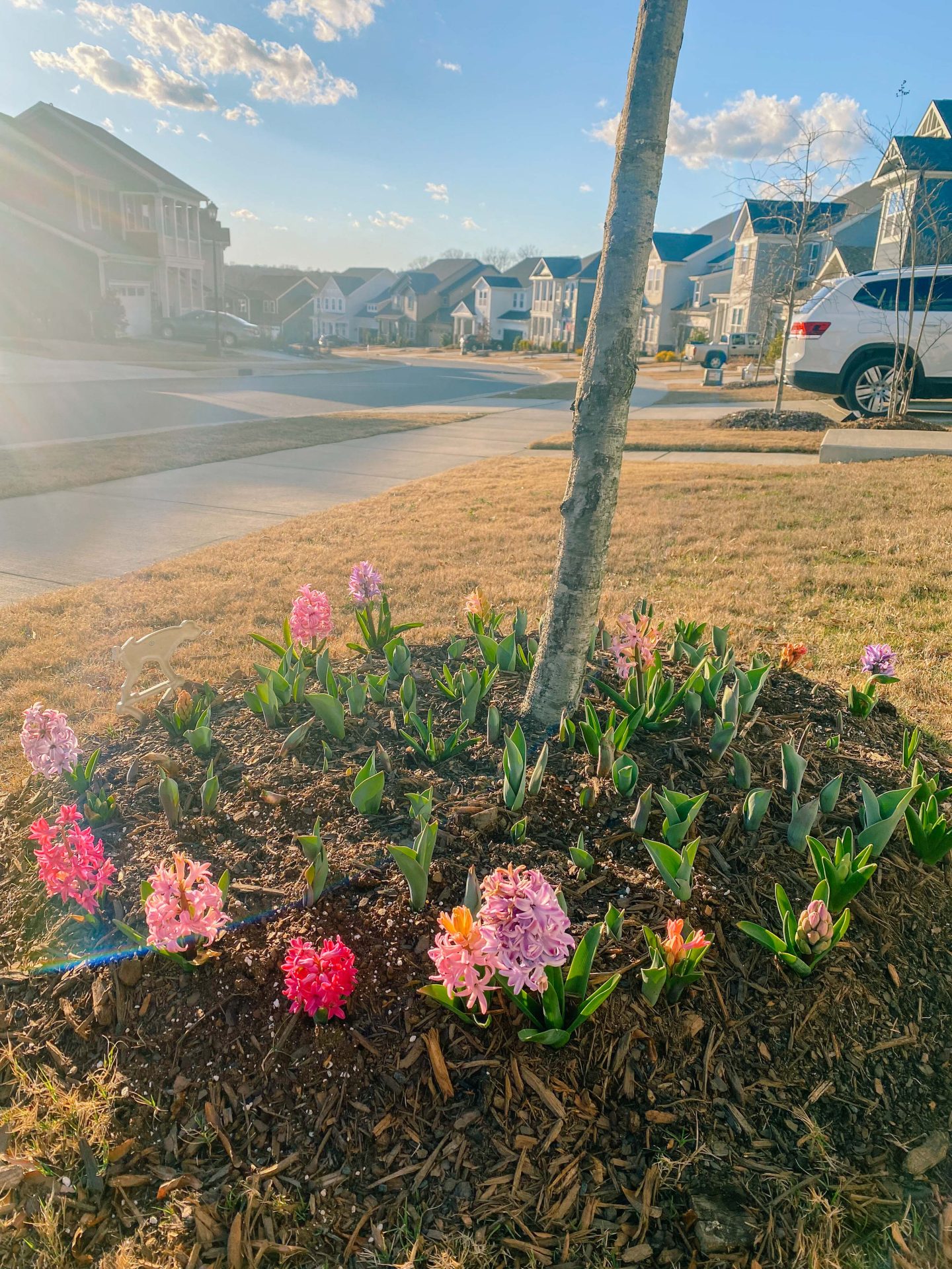planting bulbs, tulips around tree, tulip bulbs, Lowes, hyacinth bulbs flowers, spring, South Carolina 