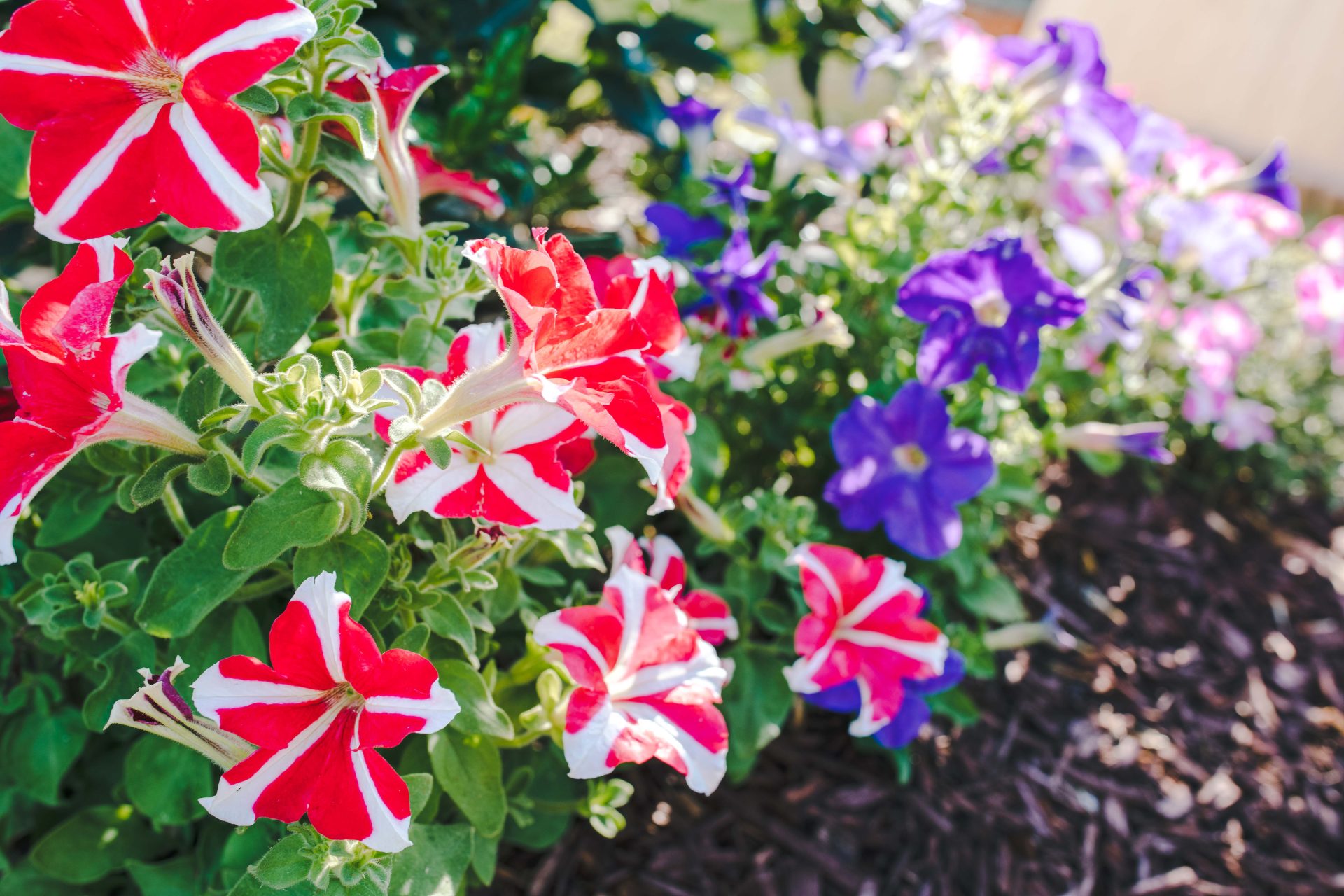 petunias, summer, flowers, what to plant