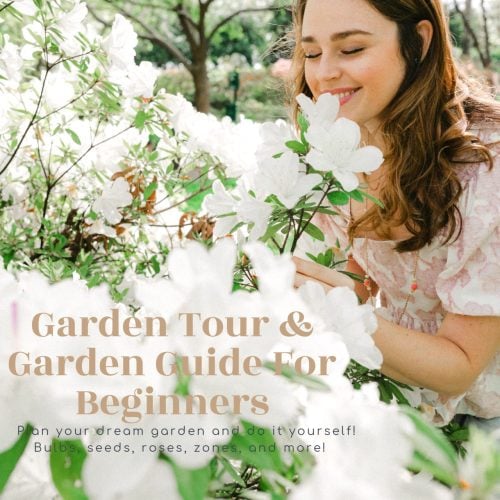 gardening in the south, bulbs, gardening for beginners, what to plan in the spring, transform your garden, cottage garden, roses, potted plants, fort mill South Carolina, tubers, best flowers, perennials, annuals, pruning roses, coffee and flowers, spring bulbs, tulips, which zone am I in, garden makeover, garden blogger