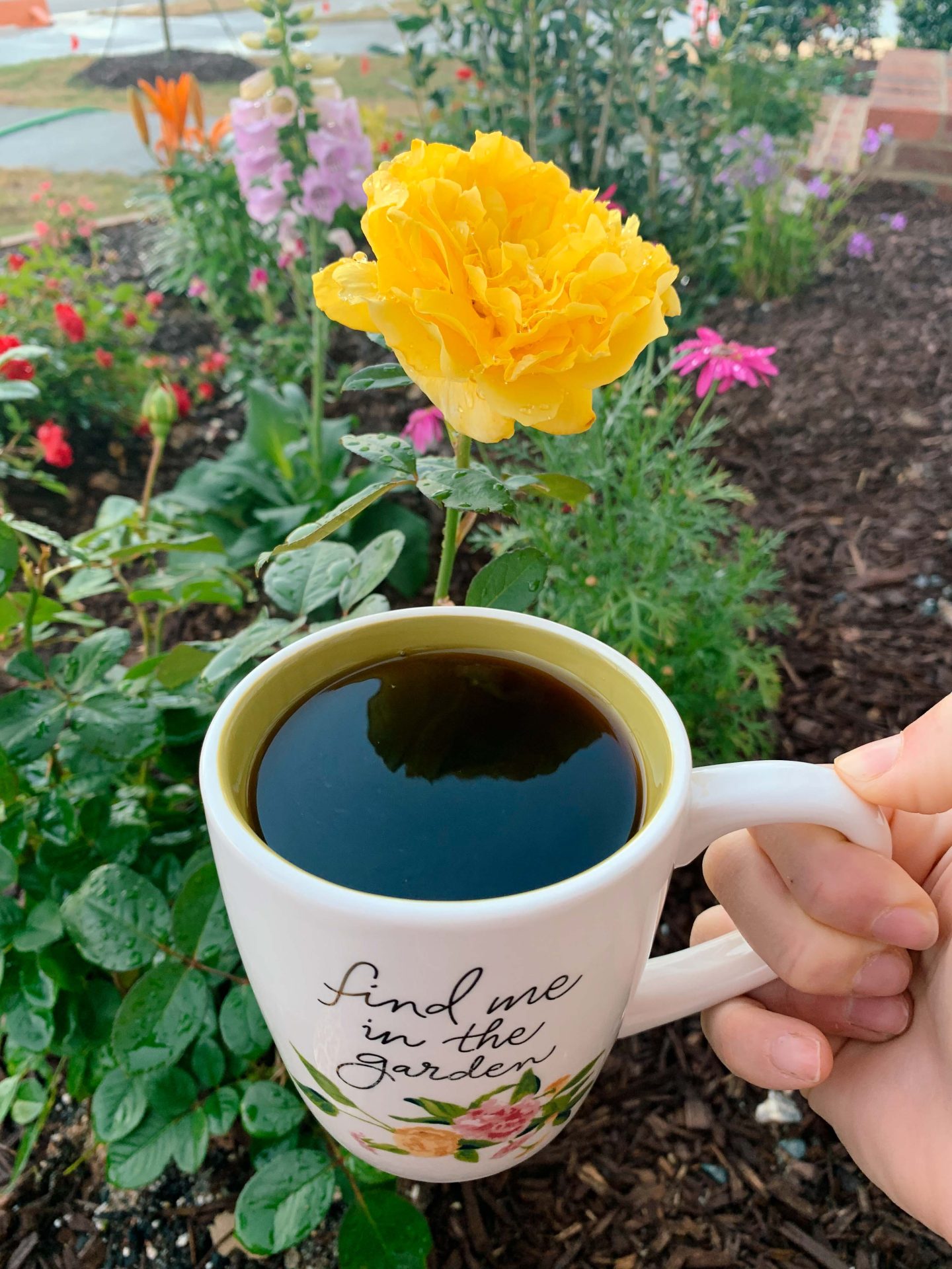 coffee, roses, yellow roses, garden, yard, garden tour