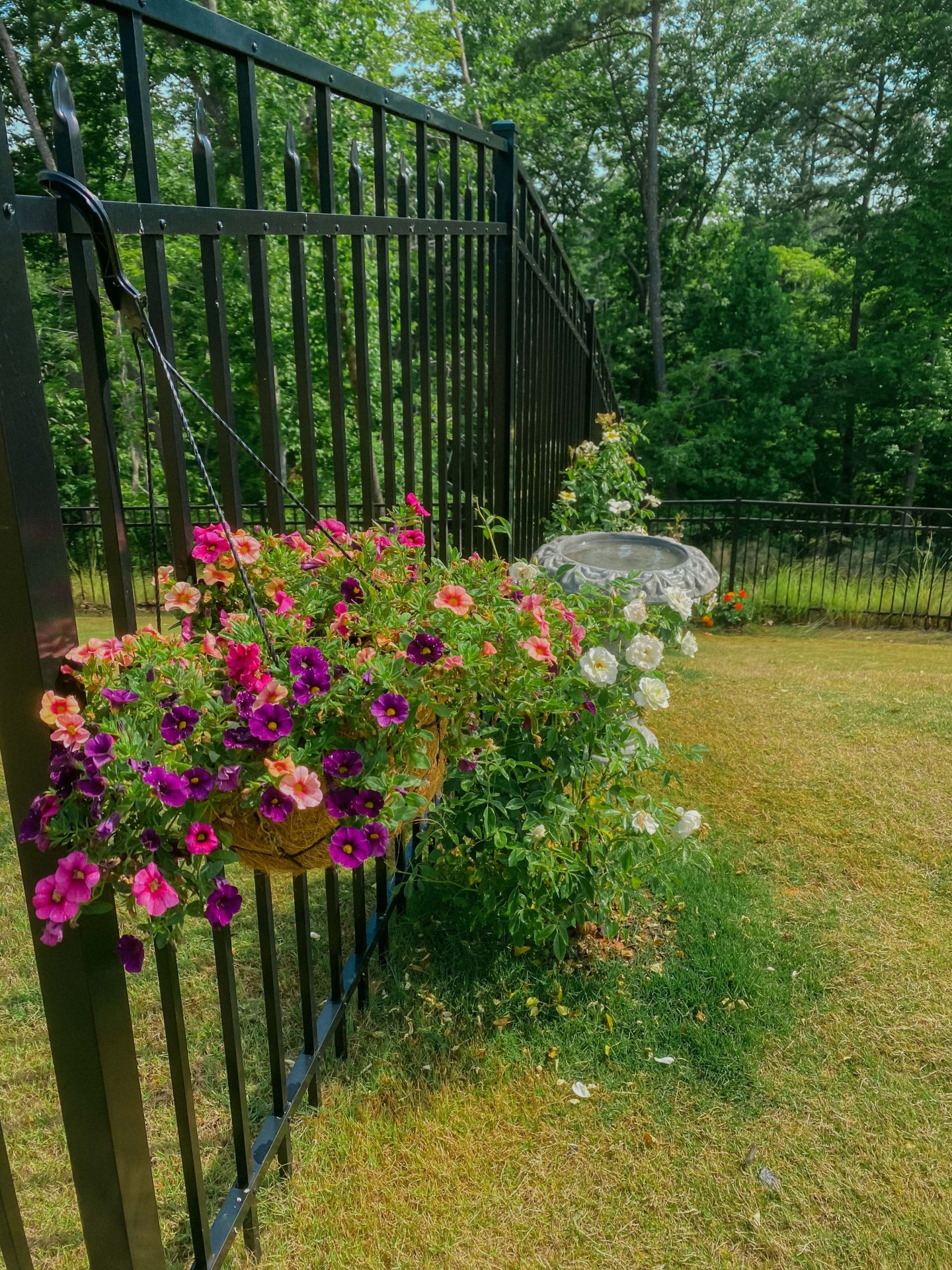 cottage garden, South Carolina, fort mill, York country, gardening guide, what to plant in zone 8a, SC flowers, cottage garden flowers, pollinated