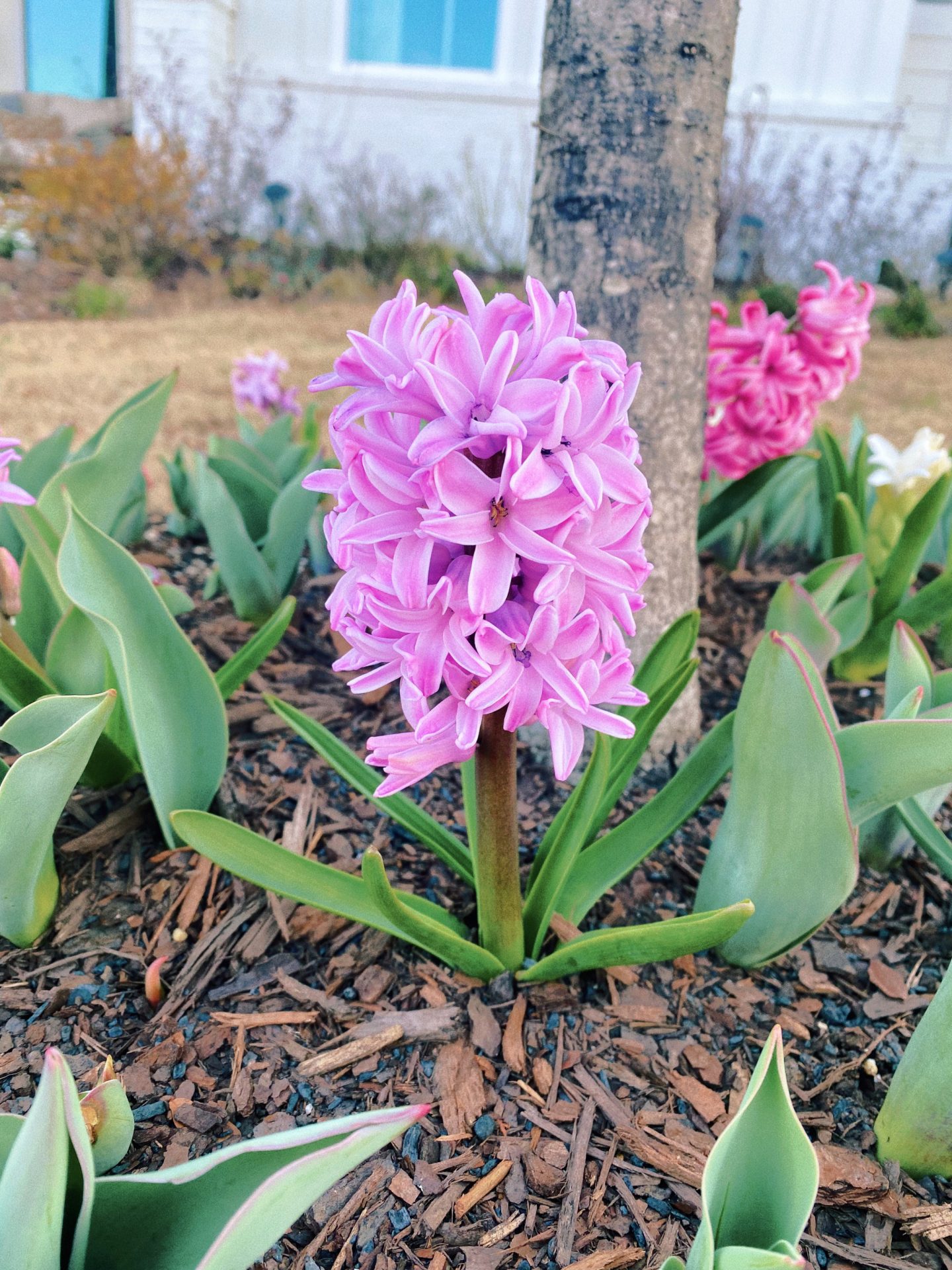 spring plants, when to plant spring bulbs, hyacinths, tulips, purple hyacinths, pink hyacinth, South Carolina, February, march, April, spring flowers 