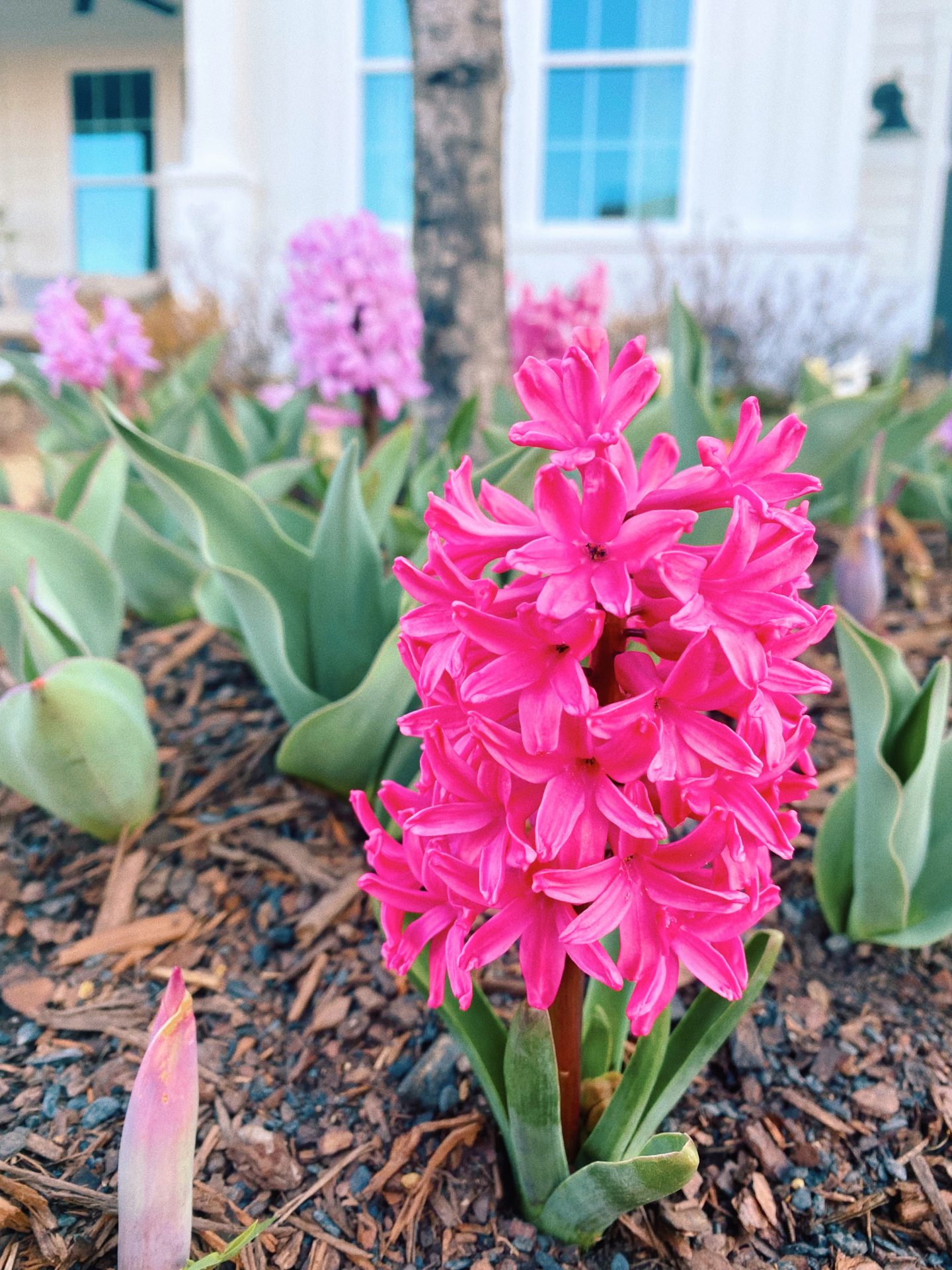 spring plants, when to plant spring bulbs, hyacinths, tulips, purple hyacinths, pink hyacinth, South Carolina, February, march, April, spring flowers 
