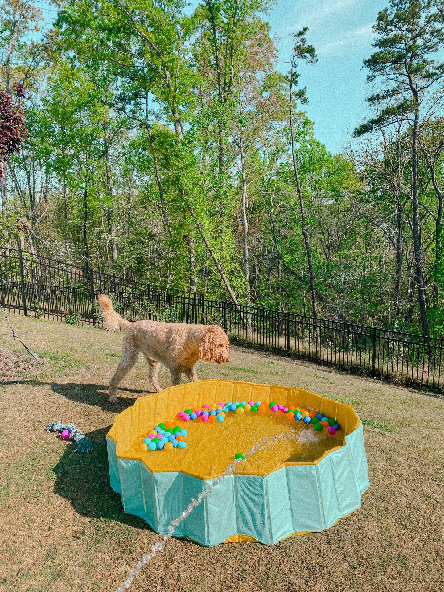 doggy pool, extra large dog pool, fun summer for dogs, fun things for dogs, doggies 