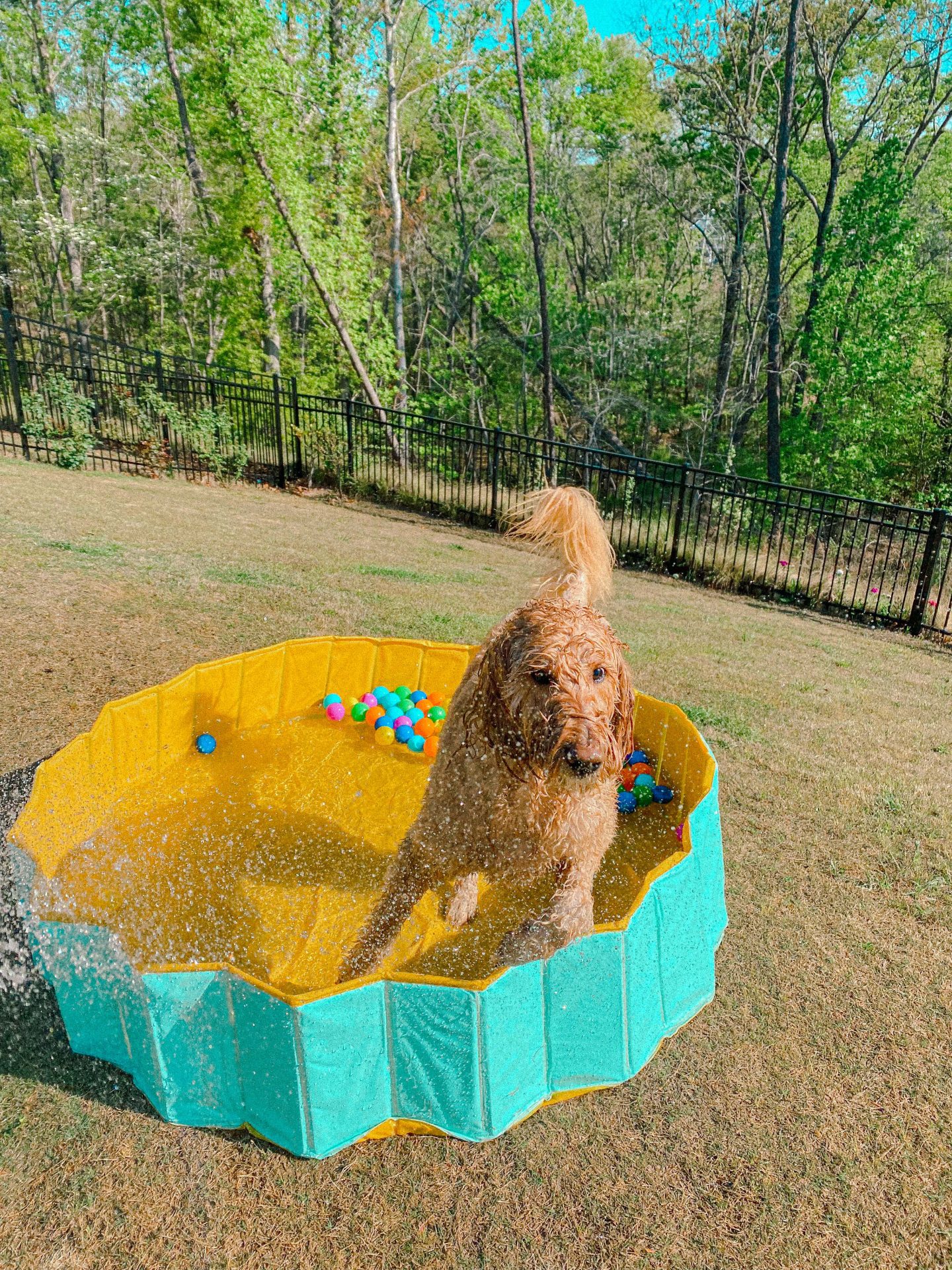 doggy pool, extra large dog pool, fun summer for dogs, fun things for dogs, doggies 