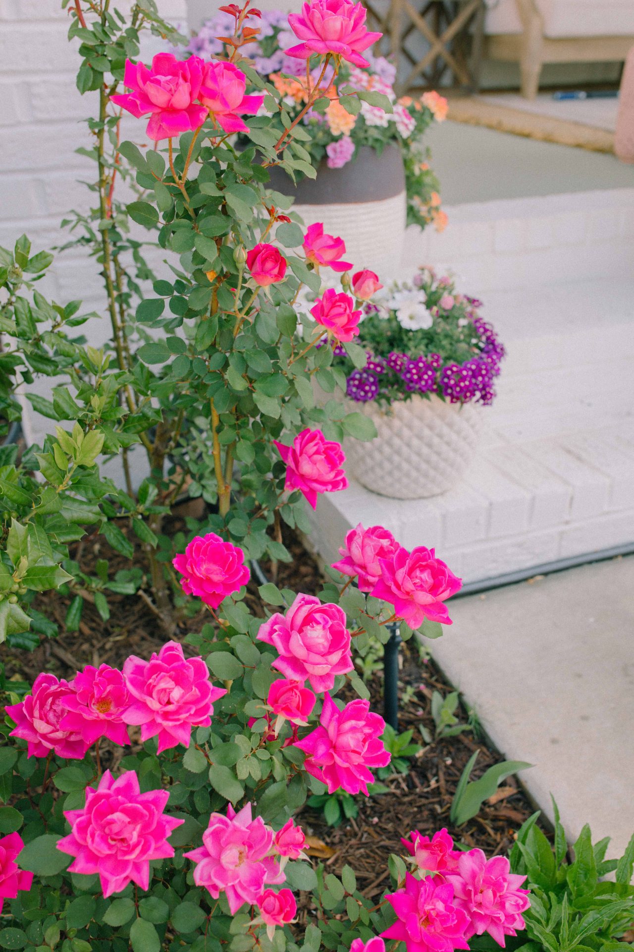 climbing roses, garden, red climbing Roses, fort mill South Carolina, rose garden, roses on fence, gardening, simply Taralynn, blog, garden blog, exterior 