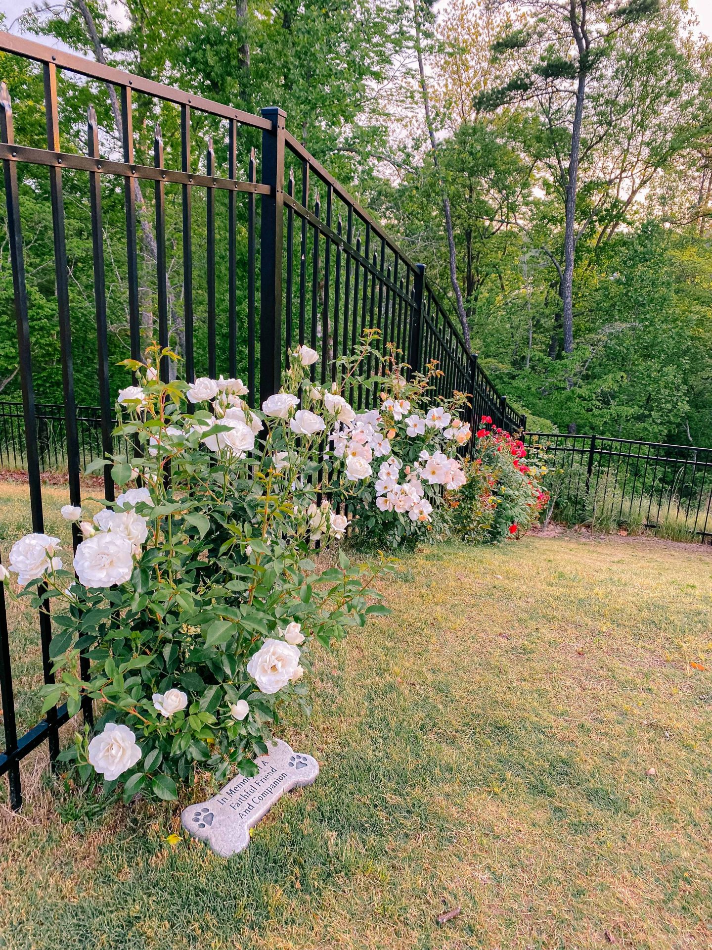 climbing roses, garden, red climbing Roses, fort mill South Carolina, rose garden, roses on fence, gardening, simply Taralynn, blog, garden blog, exterior 