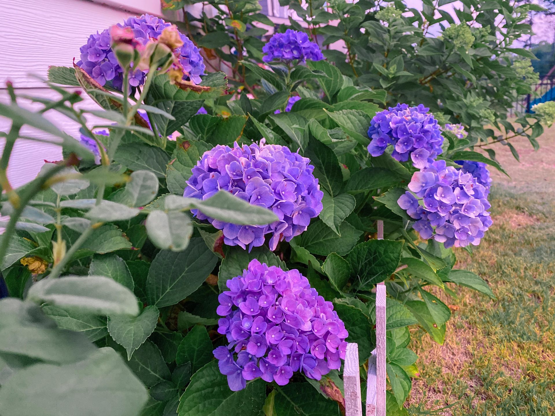 purple hydrangeas