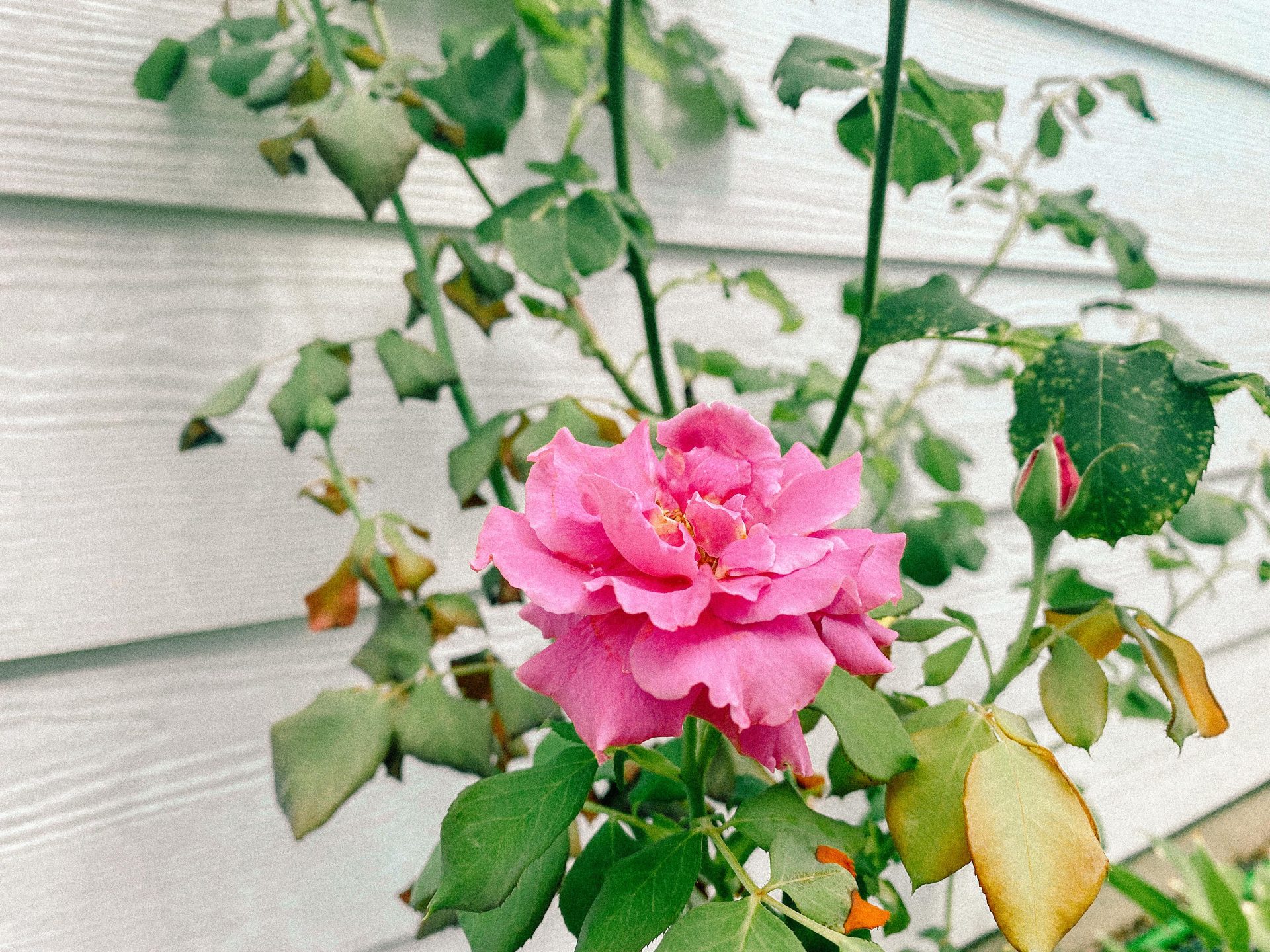backyard roses