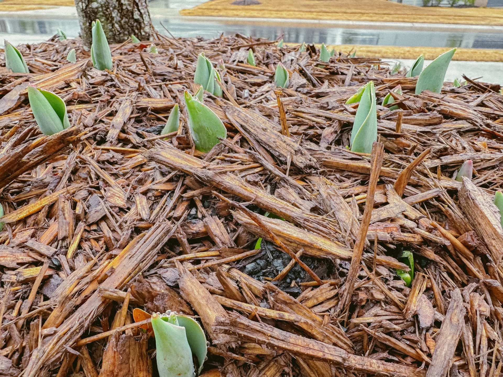 tulips South Carolina, tulip update, tulip bulbs