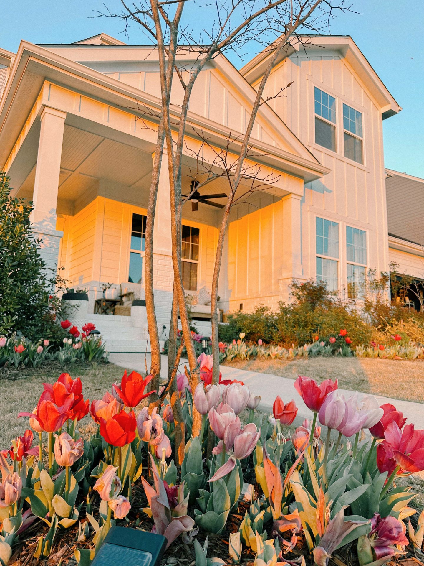 tulips, tulip garden, cottage garden, front yard flowers, plank cottage