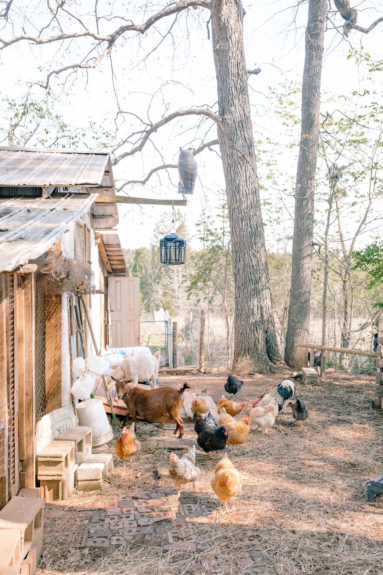 chickens, farm, goats, York south Carolina, fort mill south Carolina, baby on the farm, feeding the chickens, goats, chicken coop, fort mill blogger, Charlotte blogger, York county blogger, day int he life, photo update, motherhood