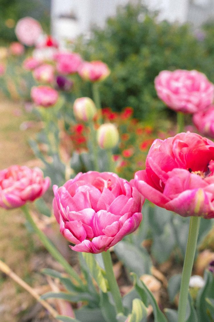 Easter Weekend Gardening And Life Simply Taralynn Food