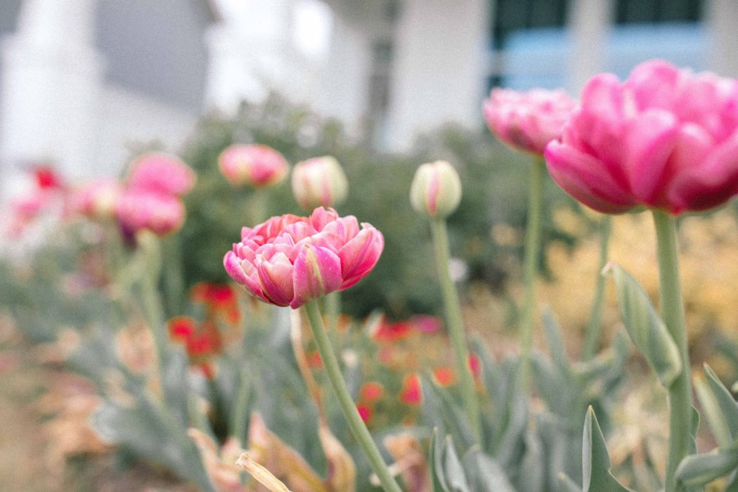 Easter Weekend Gardening And Life Simply Taralynn Food