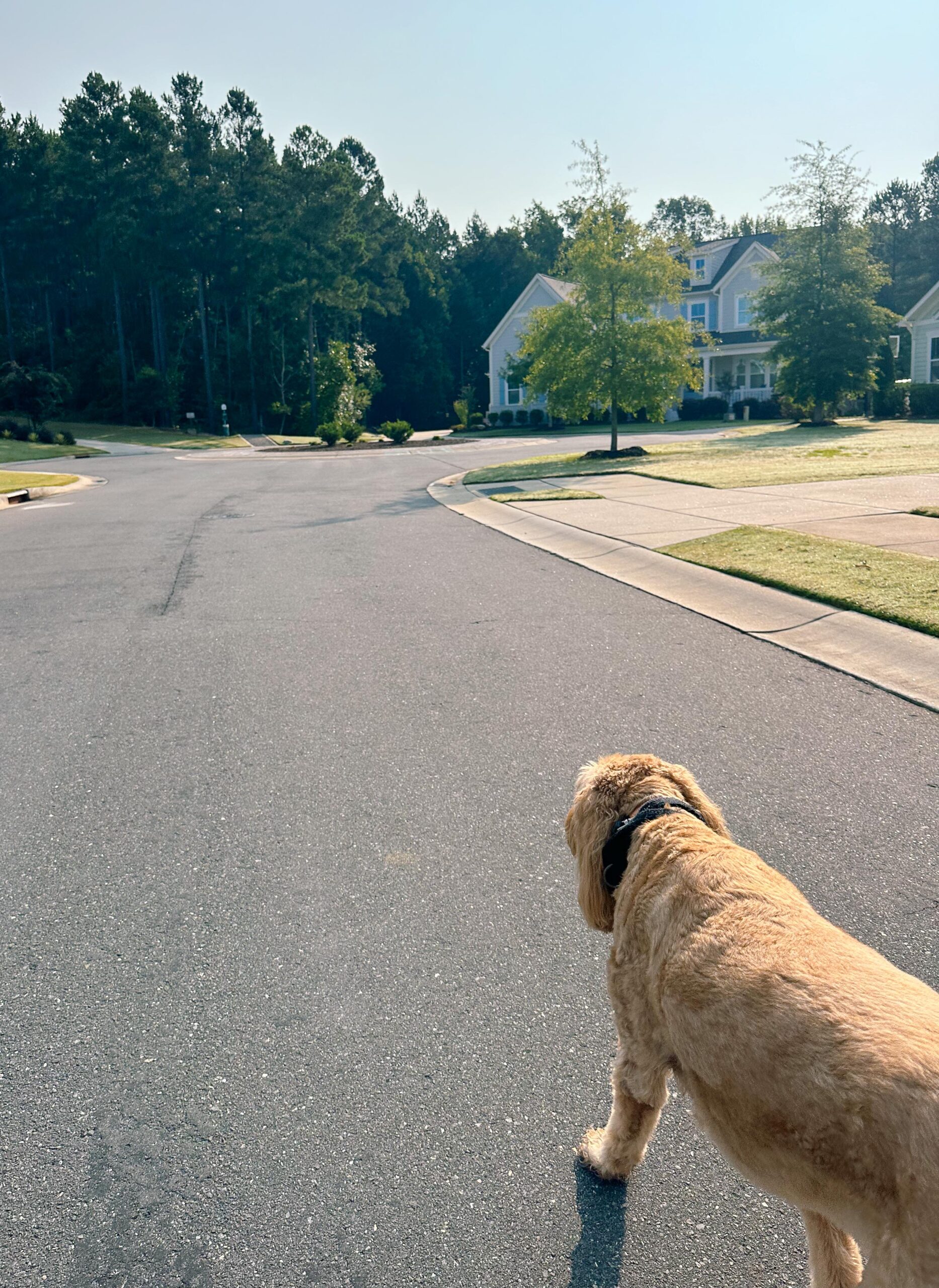 recap post, lifestyle blogger, mom life, fort mill south Carolina, toddlers, southpark, anne springs, parks in Charlotte, food, dinner, day in the life, boy mom, smoothies, healthy food, wax haw, recap post, daily life