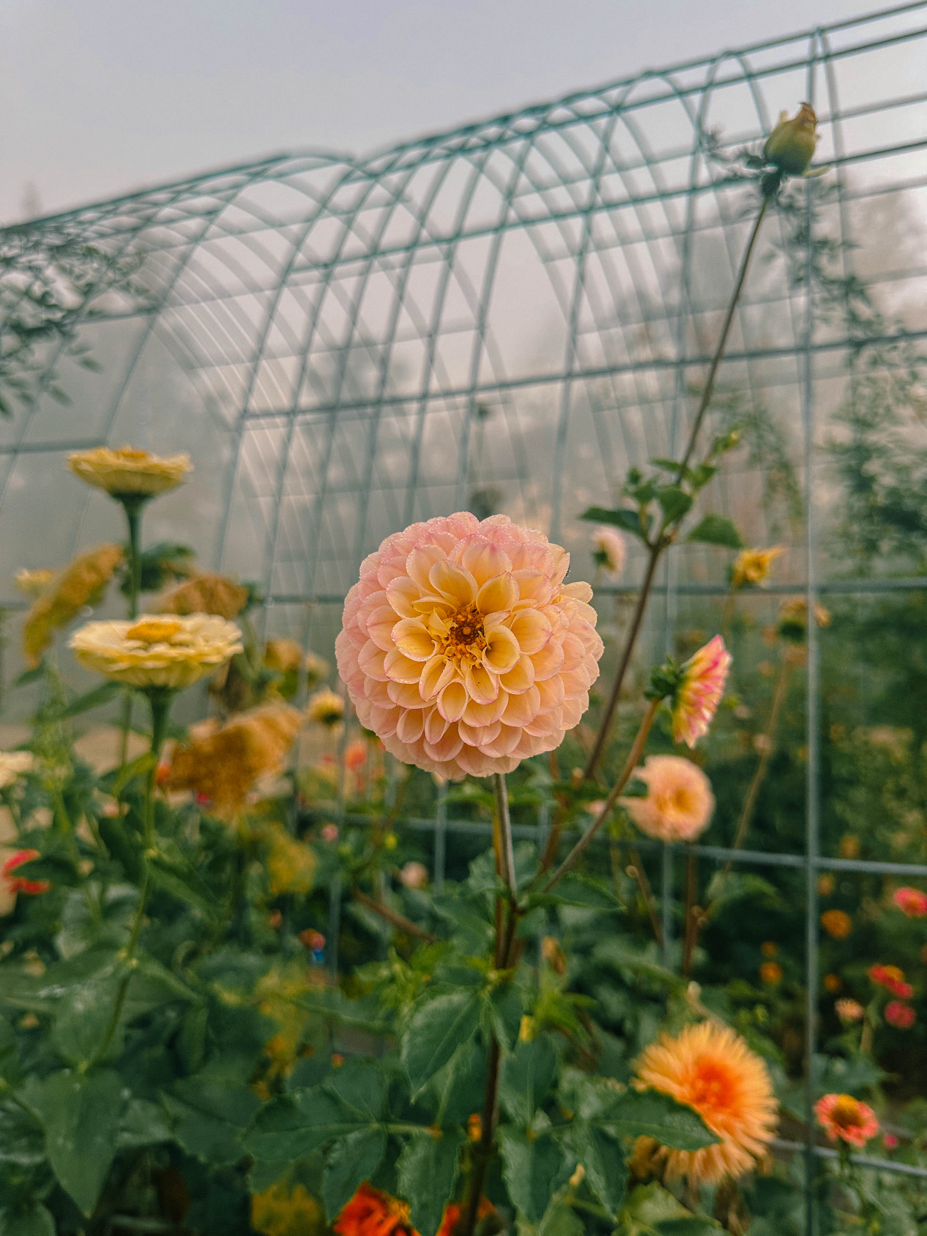 motherhood, toddler, lifestyle blog, mom, mom blog, pregnancy, boy mom, fall, food, halloween, dinner, lifestyle, toddler halloween costume, ballantyne, pop up bagels, skykid coffee, the bowl, flower child, healthy hot cocoa, sourdough, jalapeno cheddar, recipe for bread, gardening