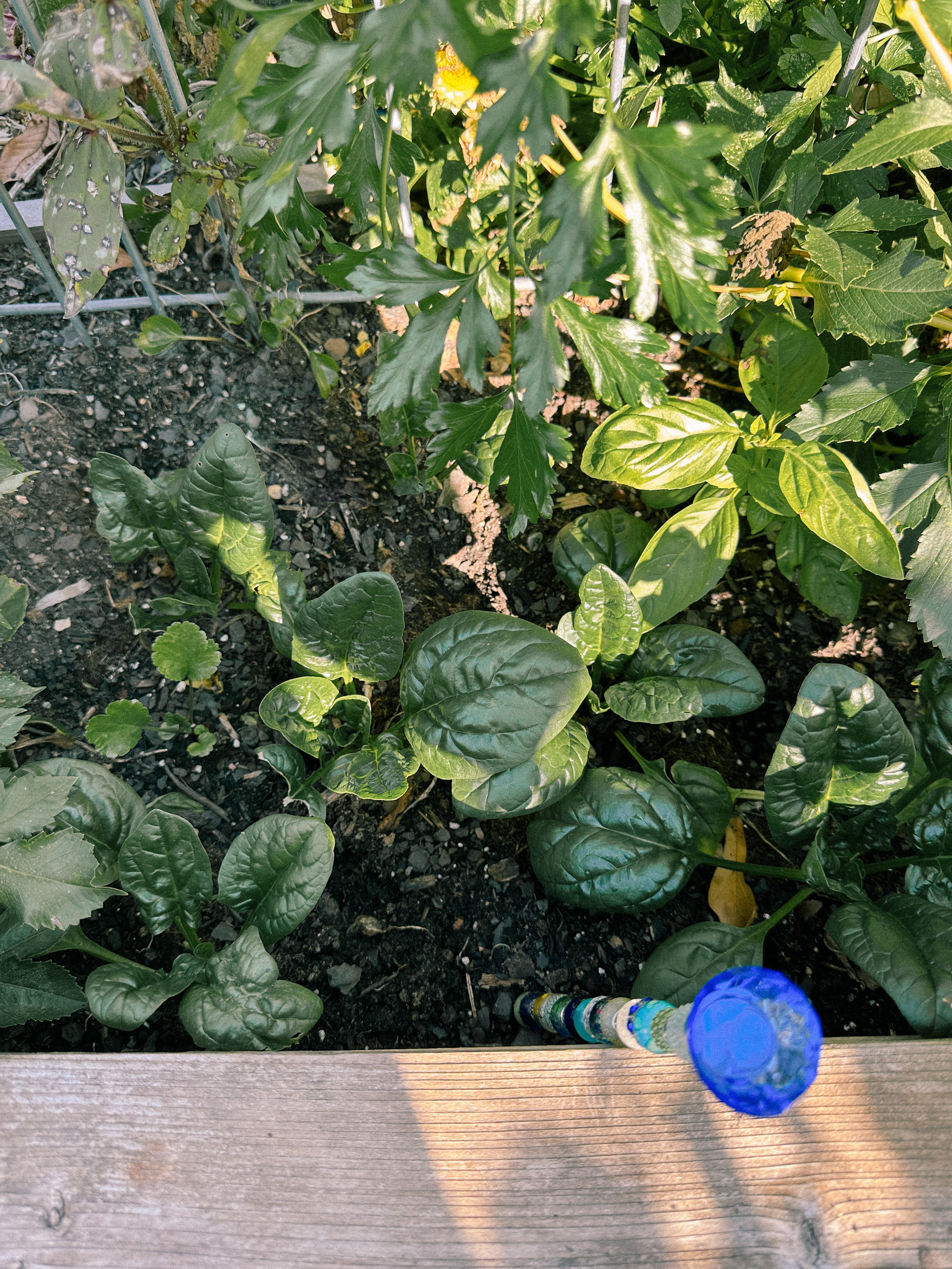 third trimester, pregnancy, motherhood, lifestyle blog, recap post, toddler mom, charlotte nc, fort mill sc, food, the bowl ballantyne, salty donut, sourdough, jalapeno cheddar