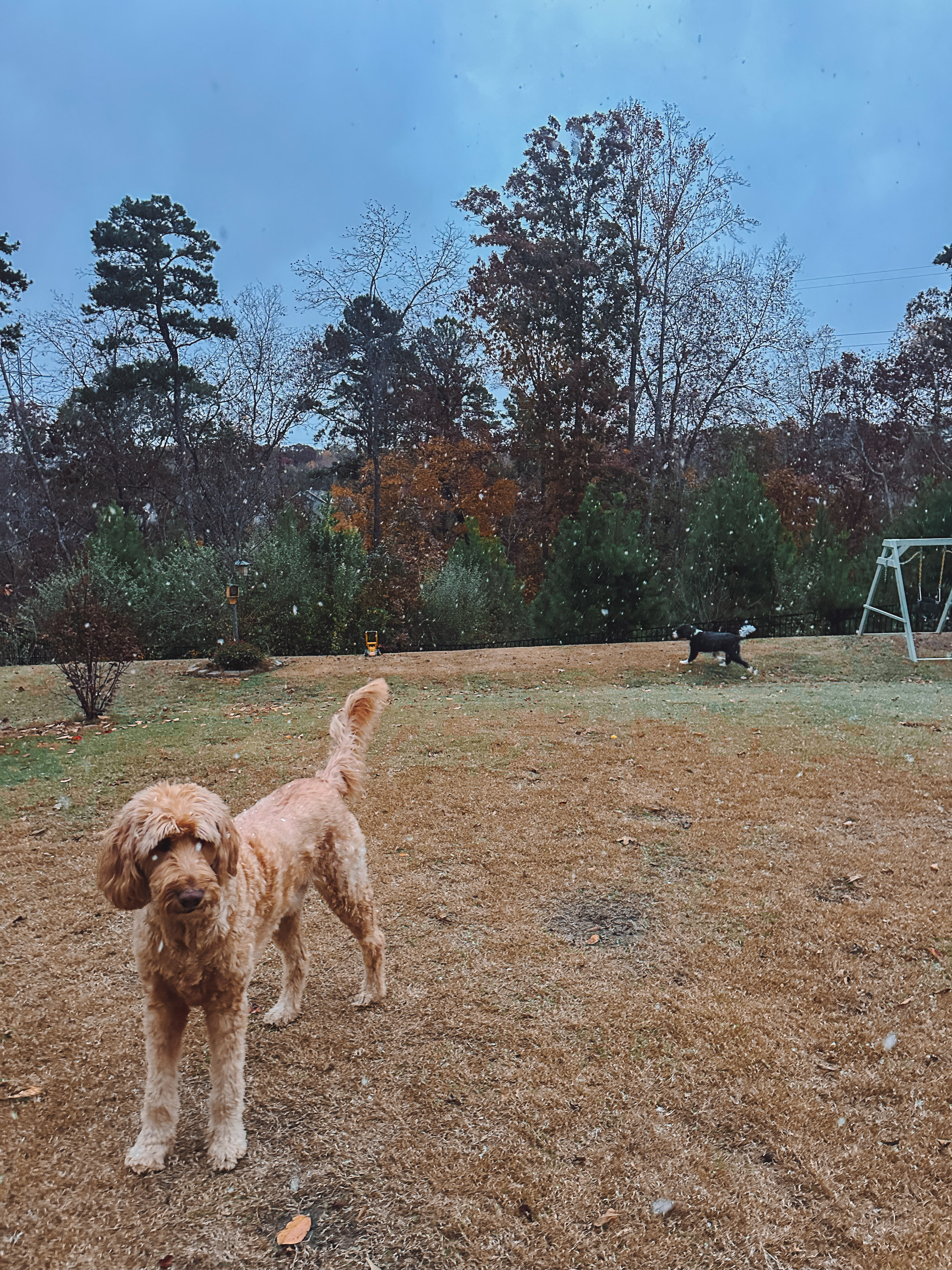 third trimester, pregnancy, motherhood, lifestyle blog, recap post, toddler mom, charlotte nc, fort mill sc, food, the bowl ballantyne, salty donut, sourdough, jalapeno cheddar, sourdough pizza, rock hill coffee