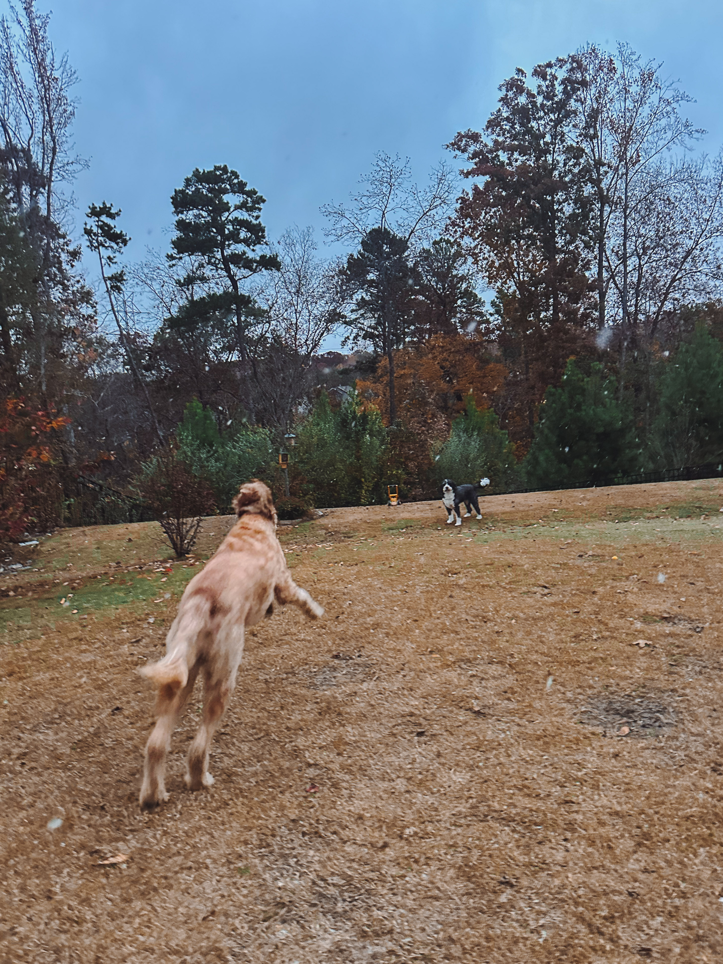 third trimester, pregnancy, motherhood, lifestyle blog, recap post, toddler mom, charlotte nc, fort mill sc, food, the bowl ballantyne, salty donut, sourdough, jalapeno cheddar, sourdough pizza, rock hill coffee