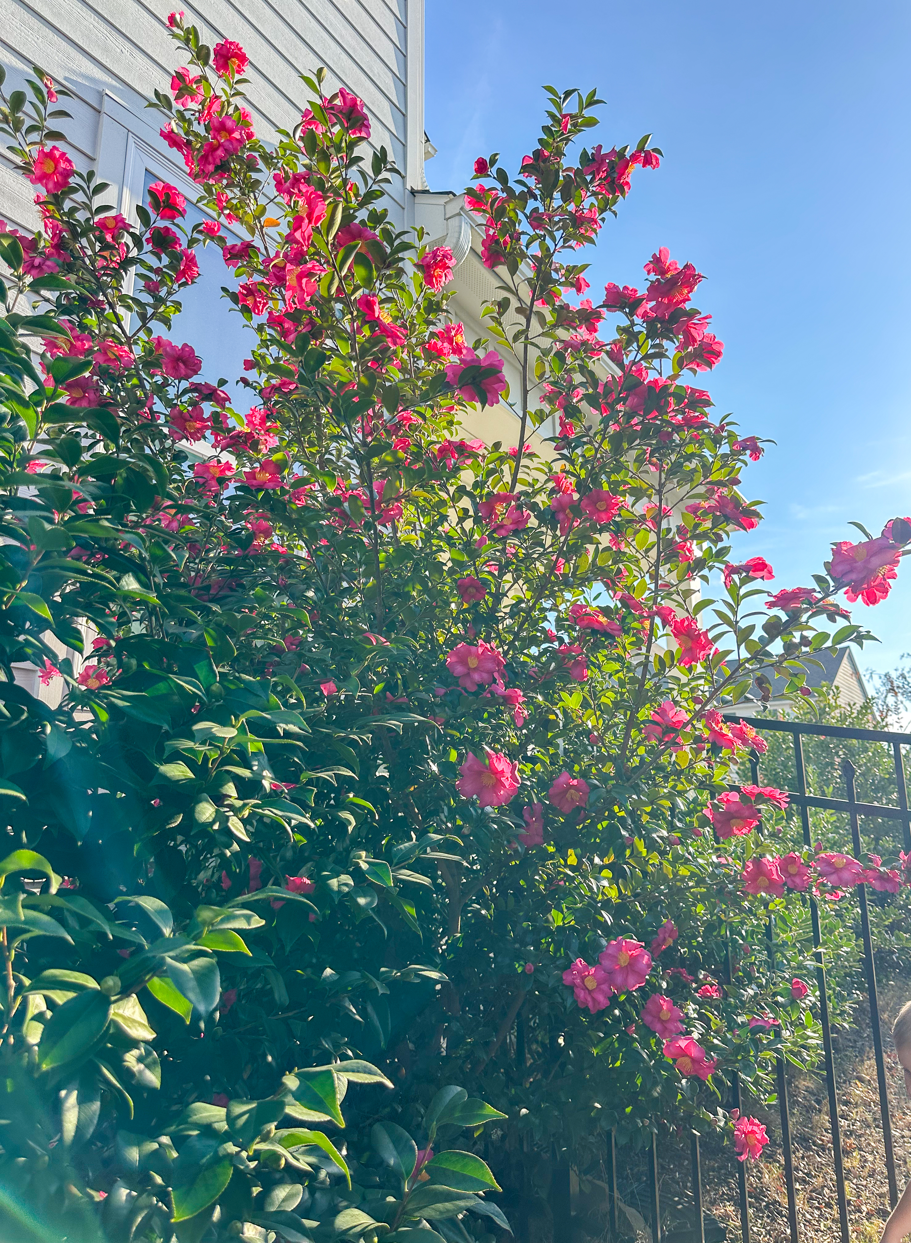 third trimester, pregnancy, motherhood, lifestyle blog, recap post, toddler mom, charlotte nc, fort mill sc, food, the bowl ballantyne, salty donut, sourdough, jalapeno cheddar, sourdough pizza, rock hill coffee. flora coffee