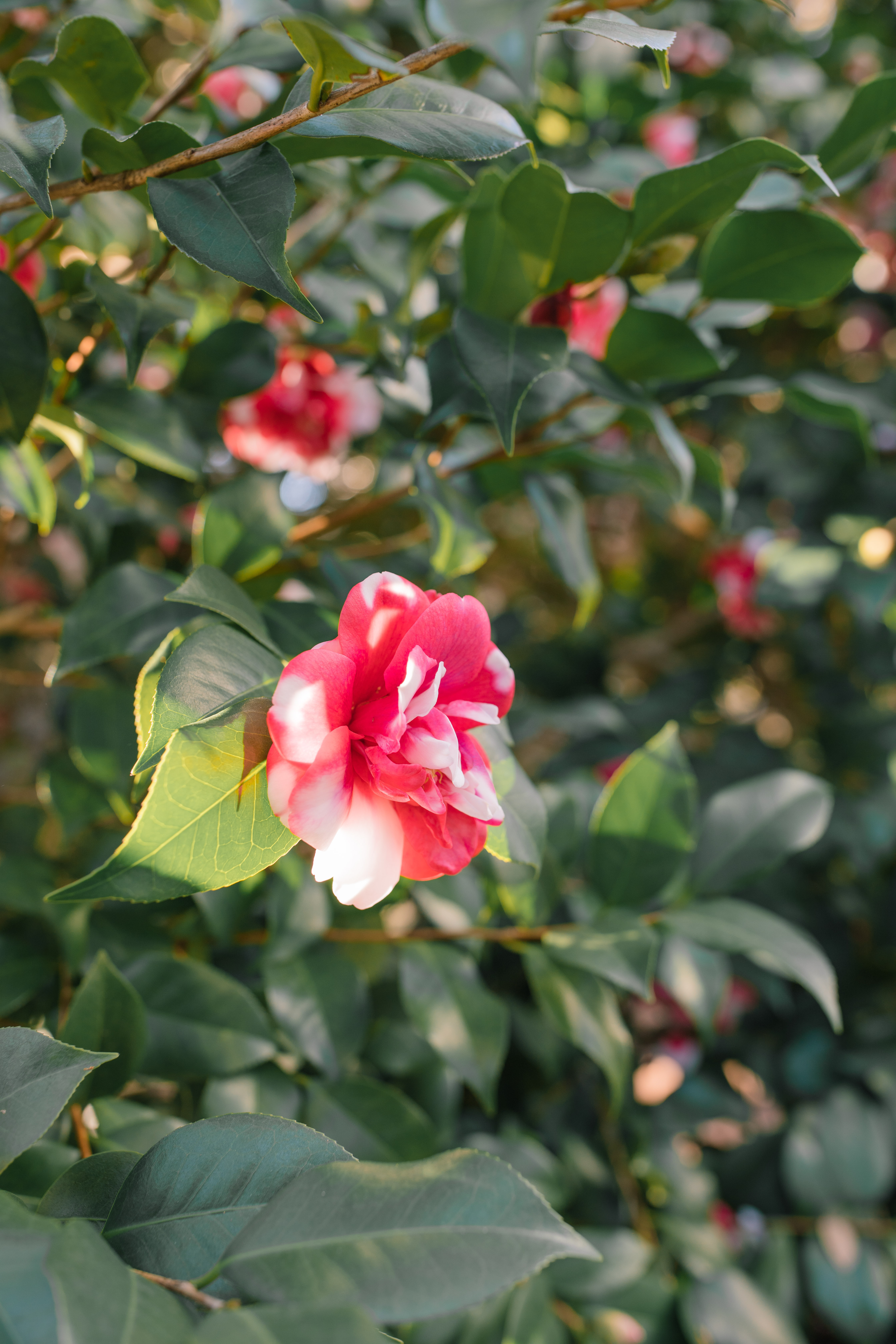 Lowcountry with lexus, savannha georiga, lexus cars, lexusus, TX 500h F Sport AWD, cars, roadtrip, suvs, travel guide, georgia, collins quarter, hotel bardo, where to stay, savannah bed and breakfast, flora and fauna, riverstreet, savannah walking tour