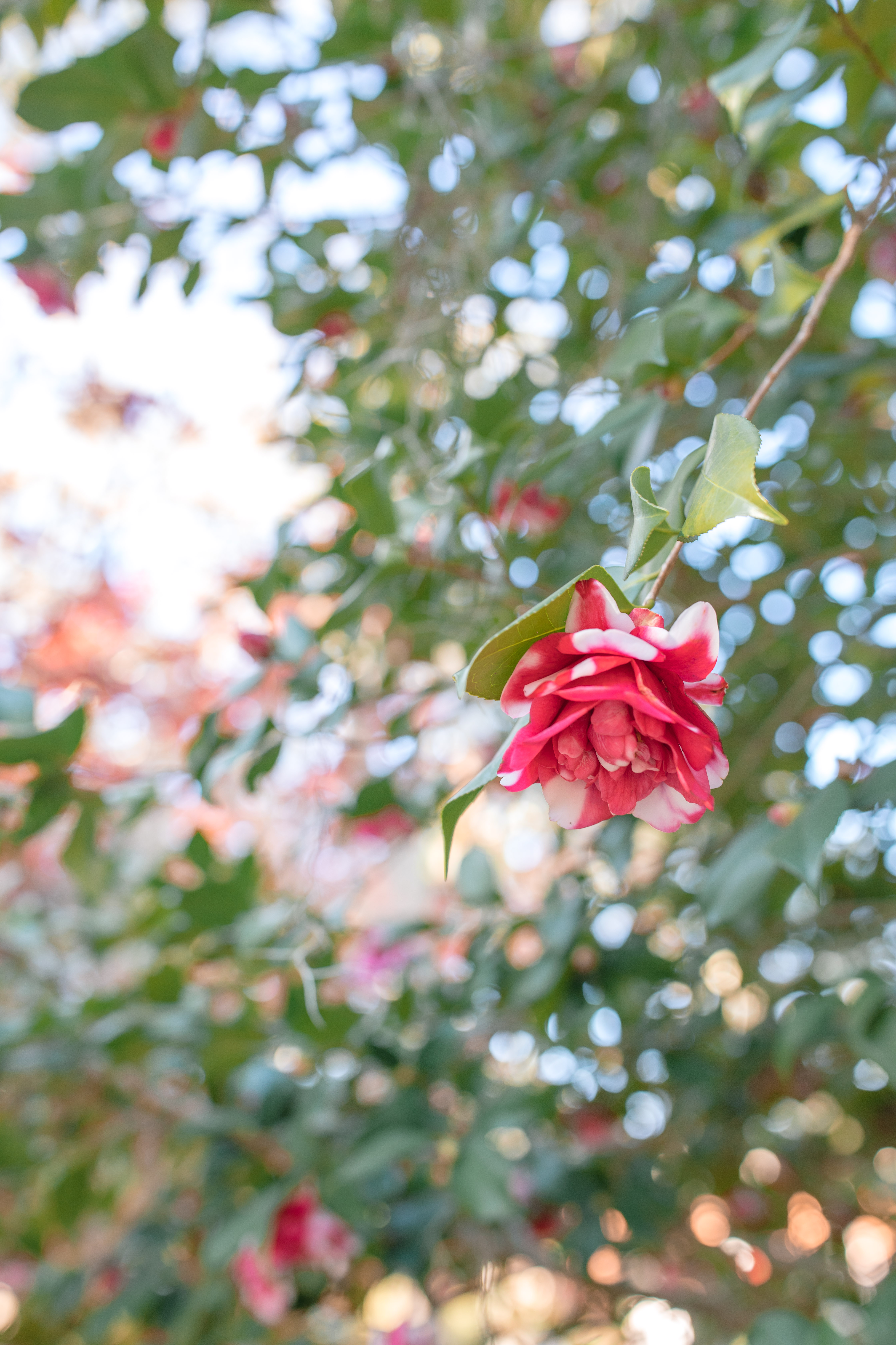 Lowcountry with lexus, savannha georiga, lexus cars, lexusus, TX 500h F Sport AWD, cars, roadtrip, suvs, travel guide, georgia, collins quarter, hotel bardo, where to stay, savannah bed and breakfast, flora and fauna, riverstreet, savannah walking tour