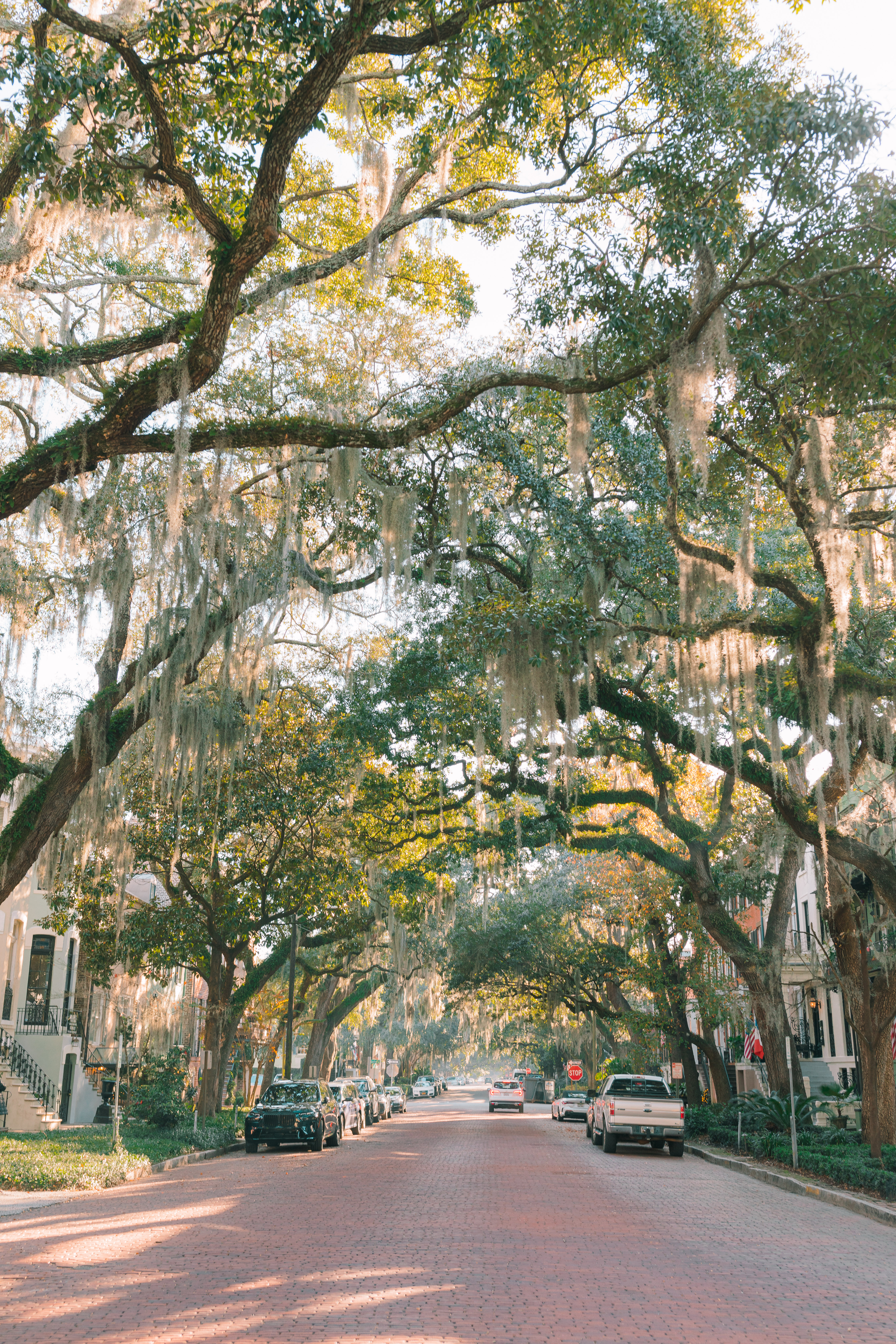 Lowcountry with lexus, savannha georiga, lexus cars, lexusus, TX 500h F Sport AWD, cars, roadtrip, suvs, travel guide, georgia, collins quarter, hotel bardo, where to stay, savannah bed and breakfast, flora and fauna, riverstreet, savannah walking tour