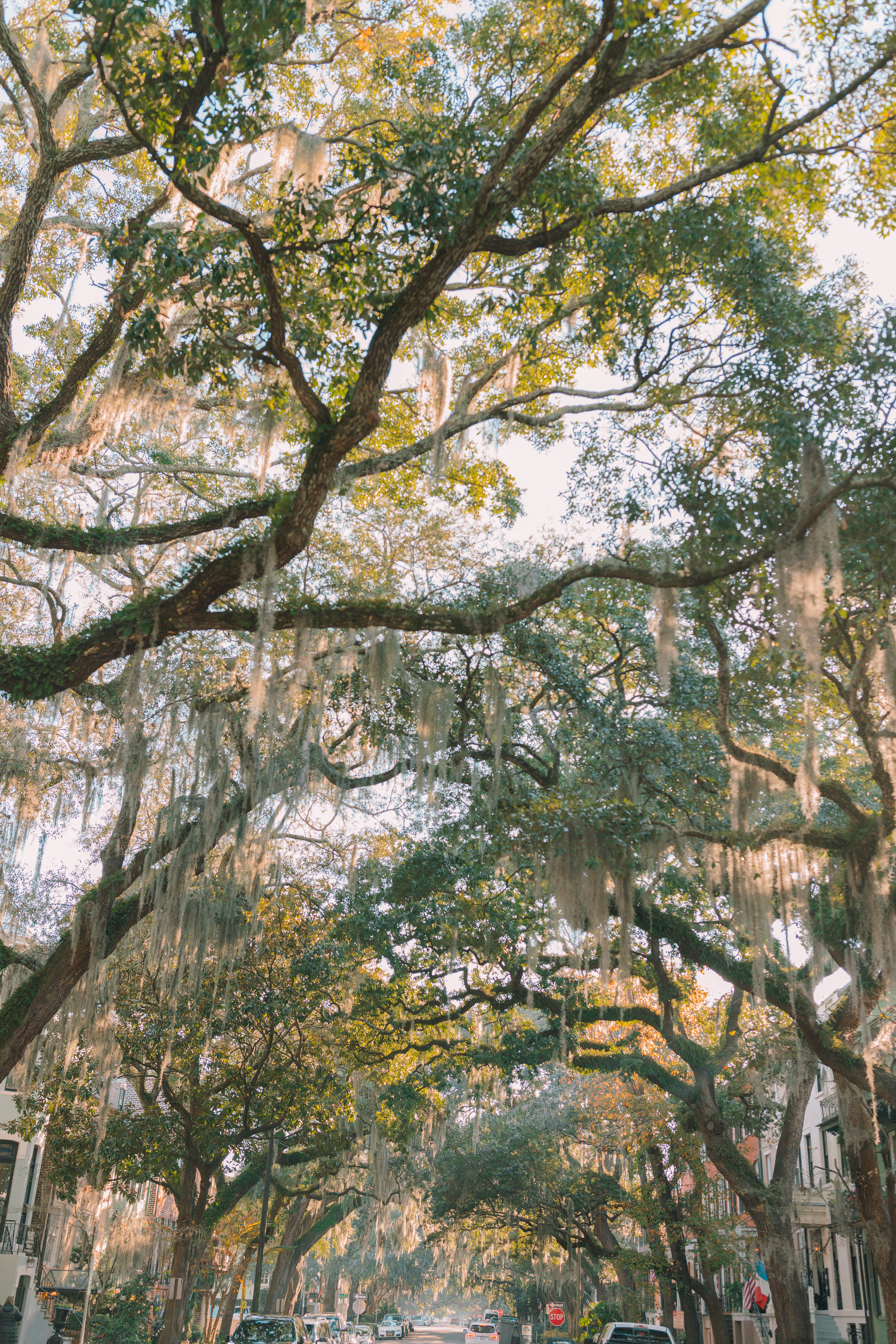 Lowcountry with lexus, savannha georiga, lexus cars, lexusus, TX 500h F Sport AWD, cars, roadtrip, suvs, travel guide, georgia, collins quarter, hotel bardo, where to stay, savannah bed and breakfast, flora and fauna, riverstreet, savannah walking tour