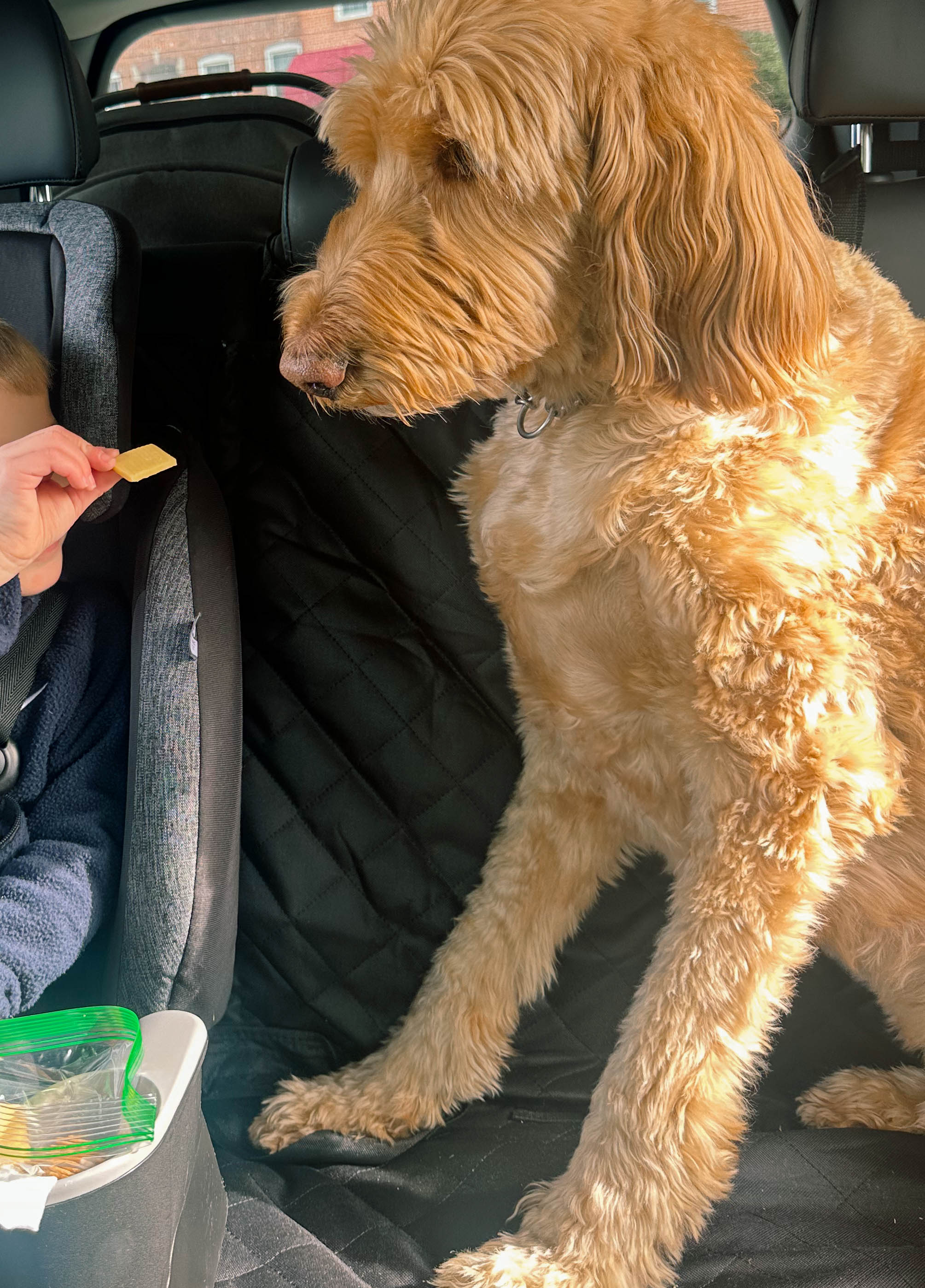 meal prep, pregnancy, motherhood blog, lifestyle blog, charlotte, fort mill, south carolina, steak, cooking healthy, toddler mom, dinner, green beans, steak in dutch oven, sweet potatoes, costco haul, sourdough bread