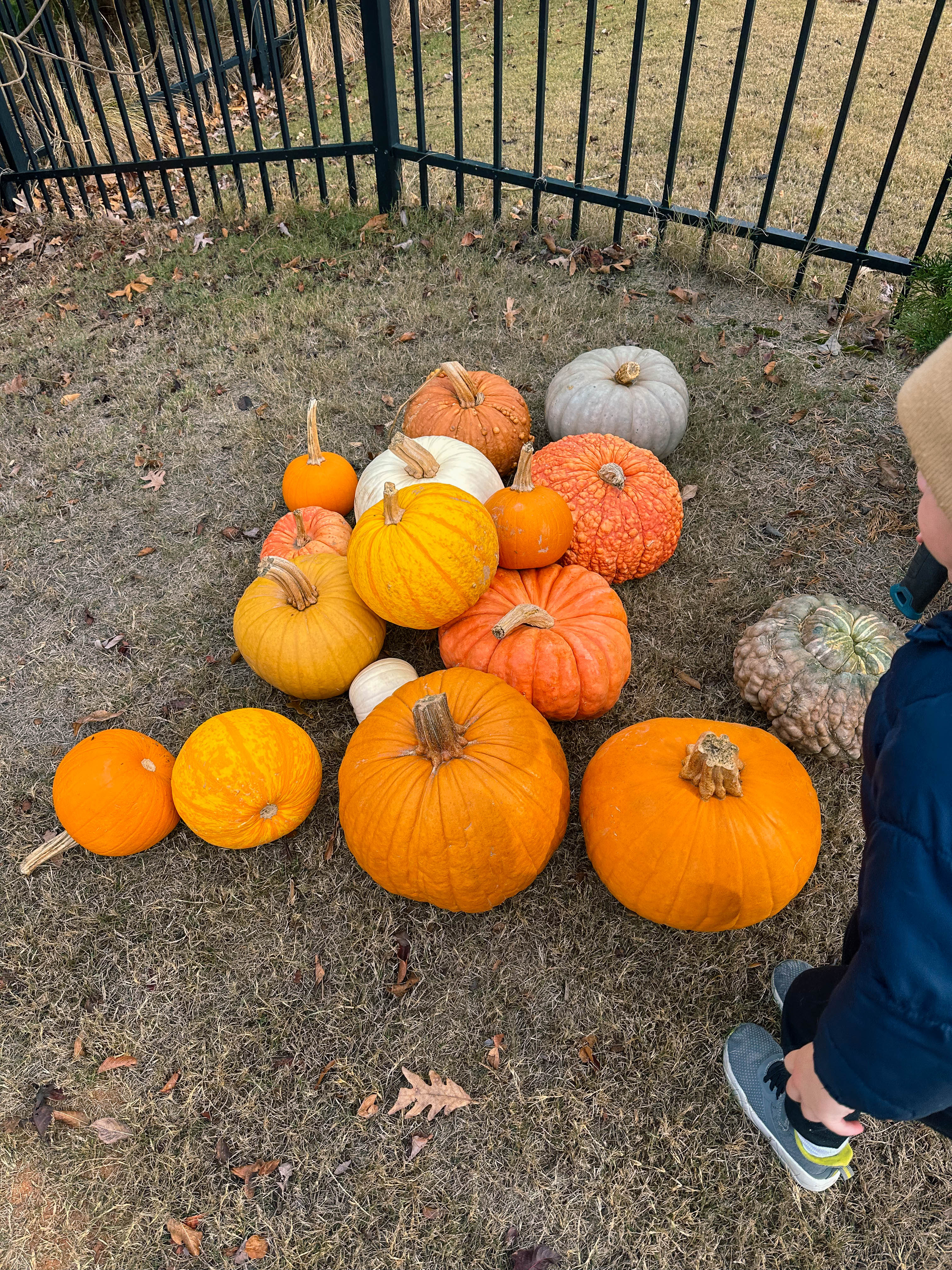 meal prep, pregnancy, motherhood blog, lifestyle blog, charlotte, fort mill, south carolina, steak, cooking healthy, toddler mom, dinner, green beans, steak in dutch oven, sweet potatoes, costco haul, sourdough bread