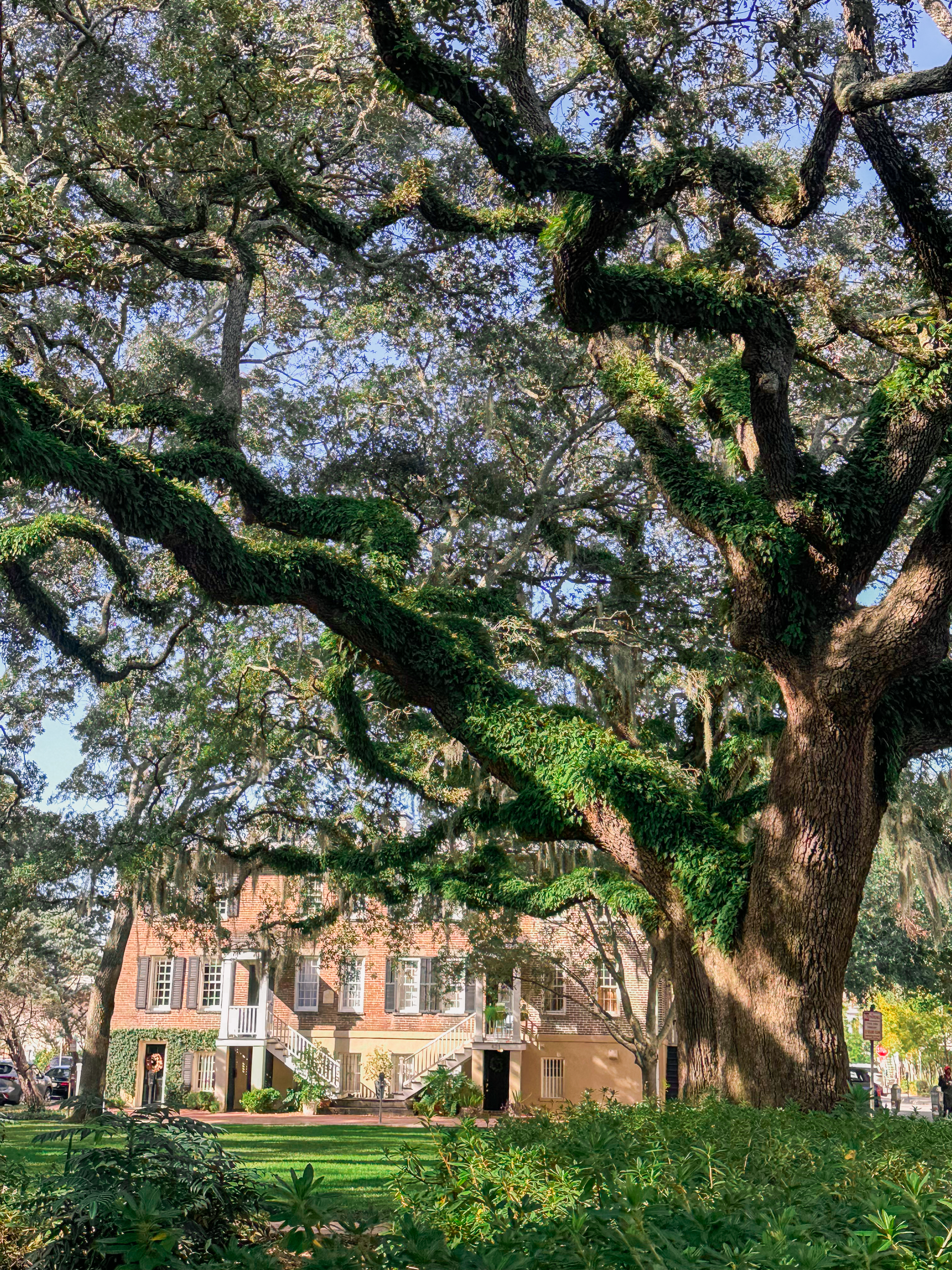Lowcountry with lexus, savannha georiga, lexus cars, lexusus, TX 500h F Sport AWD, cars, roadtrip, suvs, travel guide, georgia, collins quarter, hotel bardo, where to stay, savannah bed and breakfast, flora and fauna, riverstreet, savannah walking tour
