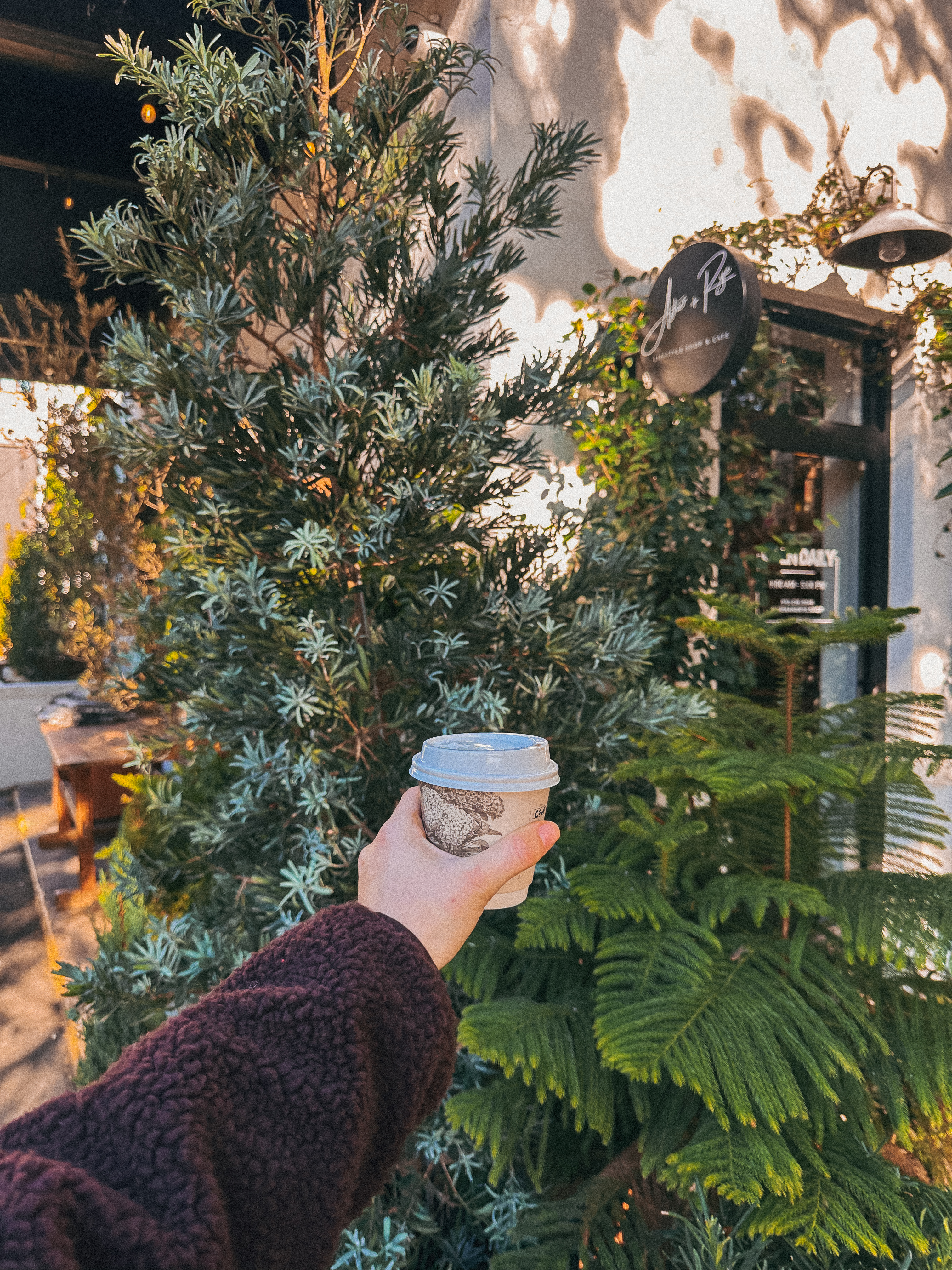 Lowcountry with lexus, savannha georiga, lexus cars, lexusus, TX 500h F Sport AWD, cars, roadtrip, suvs, travel guide, georgia, collins quarter, hotel bardo, where to stay, savannah bed and breakfast, flora and fauna, riverstreet, savannah walking tour, asher and rye