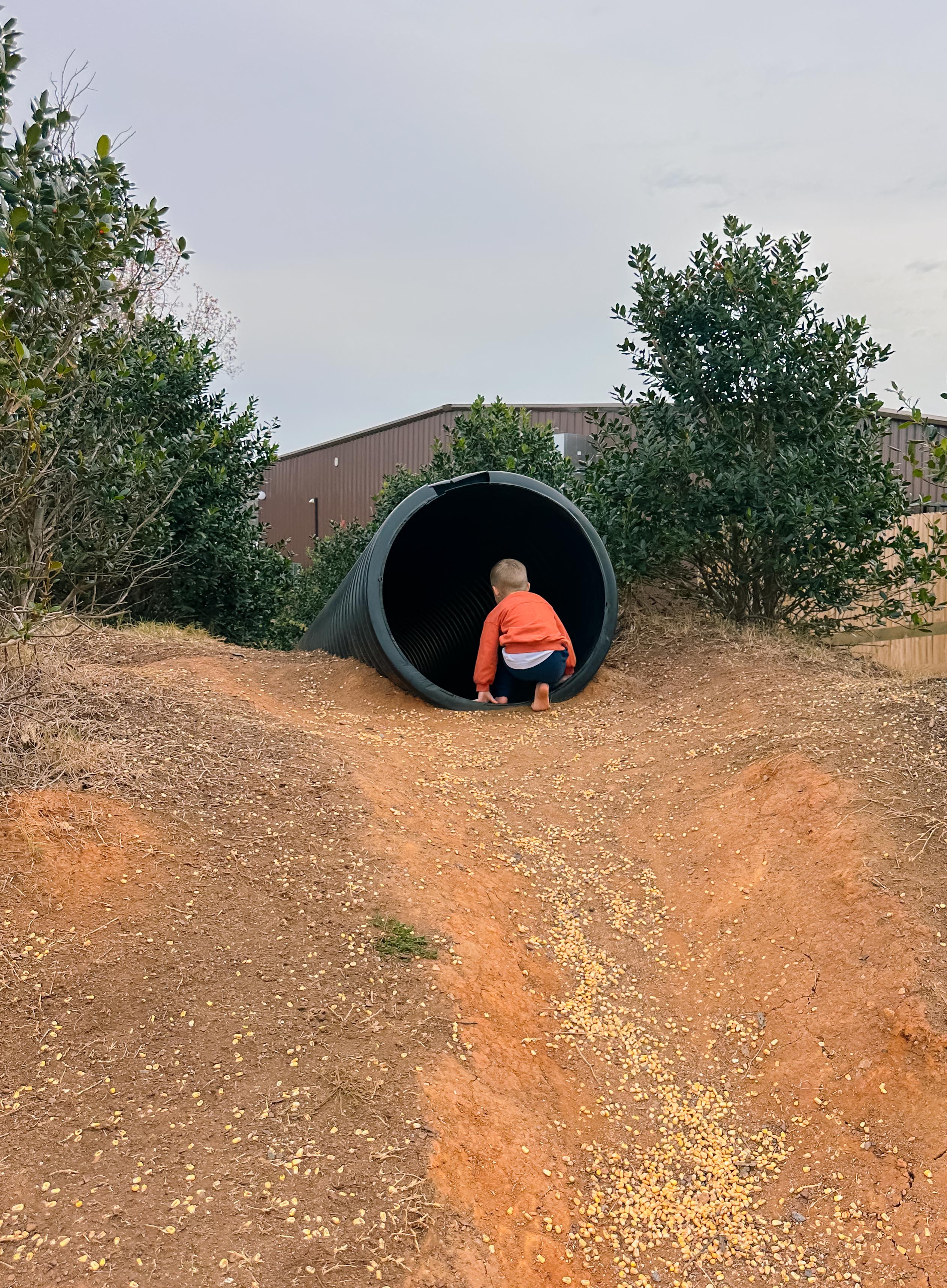 bush n vine, thanksgiving, fall, farms, november, thanksgiving with family, kids, fort mill sc, charlotte, weekly recap blog, mom blog, motherhood, lifestyle blogger