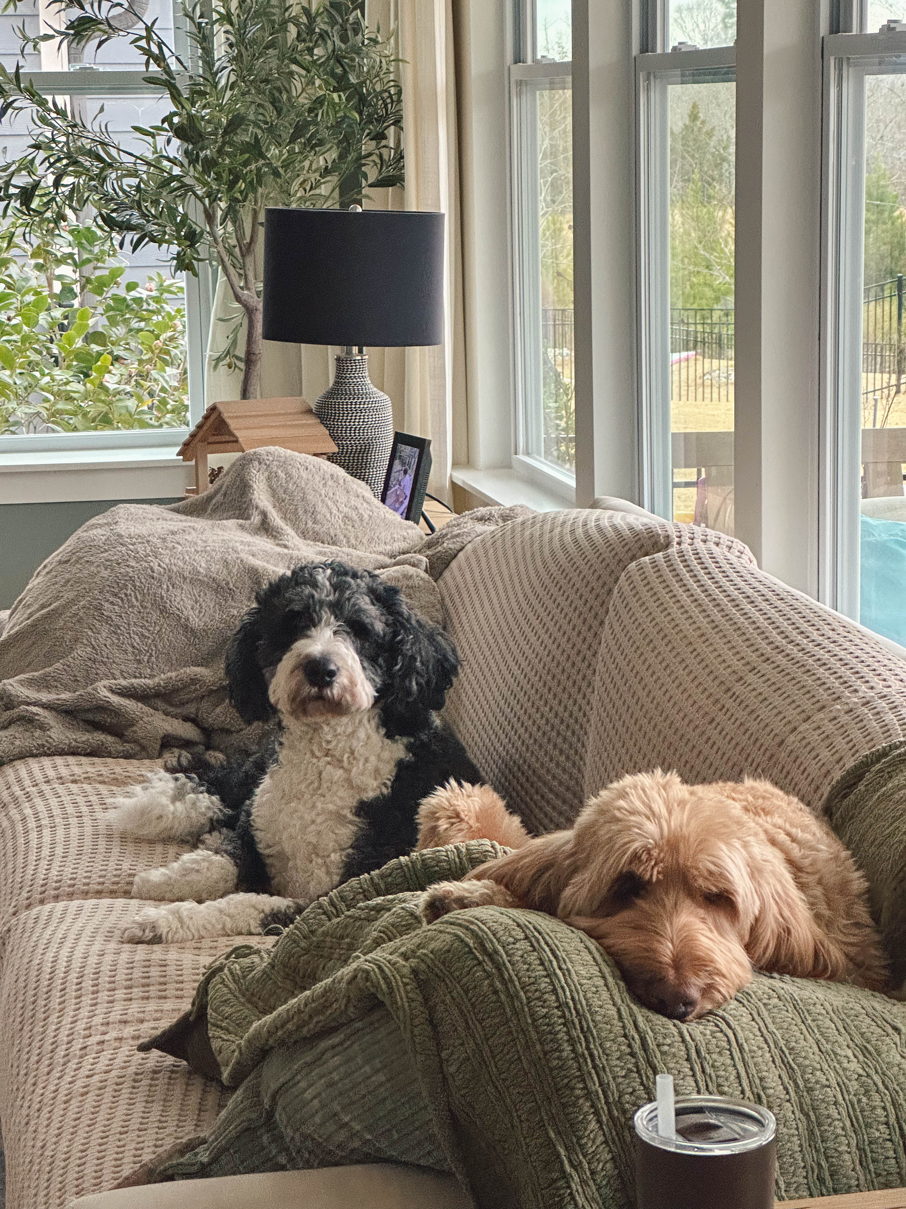 winter, mom life, pregnancy, january, things to do, fort mill, charlotte, cookies, baking, healthy, meals, dinner, what to eat, football season, salads, breakfast spots, matcha, coffee, parm, swim lessons, lifestyle blogger, motherhood blog, home cleaning, pad thai, life with a toddler, pregnancy updates