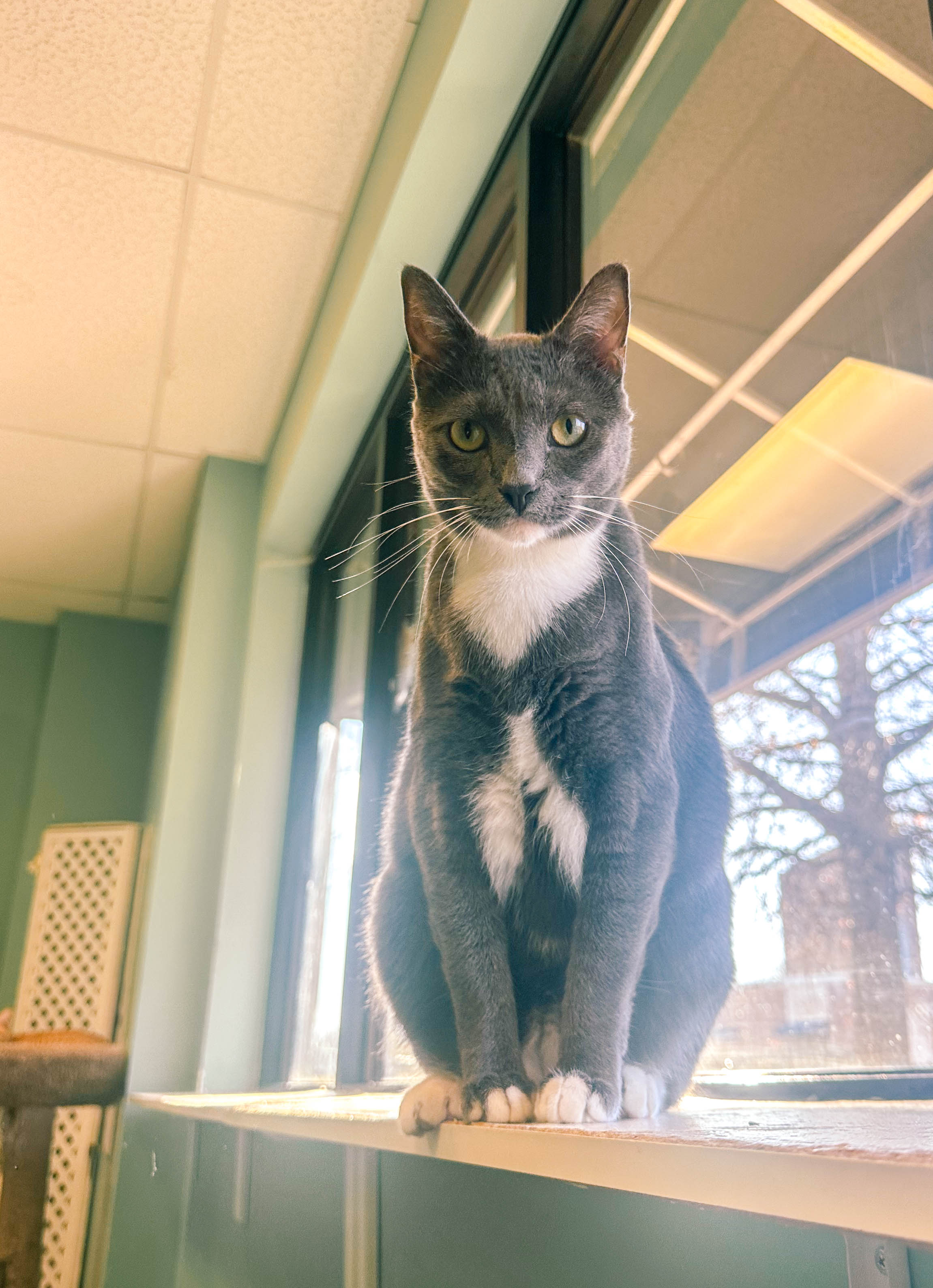 winter, mom life, pregnancy, january, things to do, fort mill, charlotte, cookies, baking, healthy, meals, dinner, what to eat, football season, salads, breakfast spots, matcha, coffee, parm, swim lessons, lifestyle blogger, motherhood blog, home cleaning, pad thai, life with a toddler, pregnancy updates