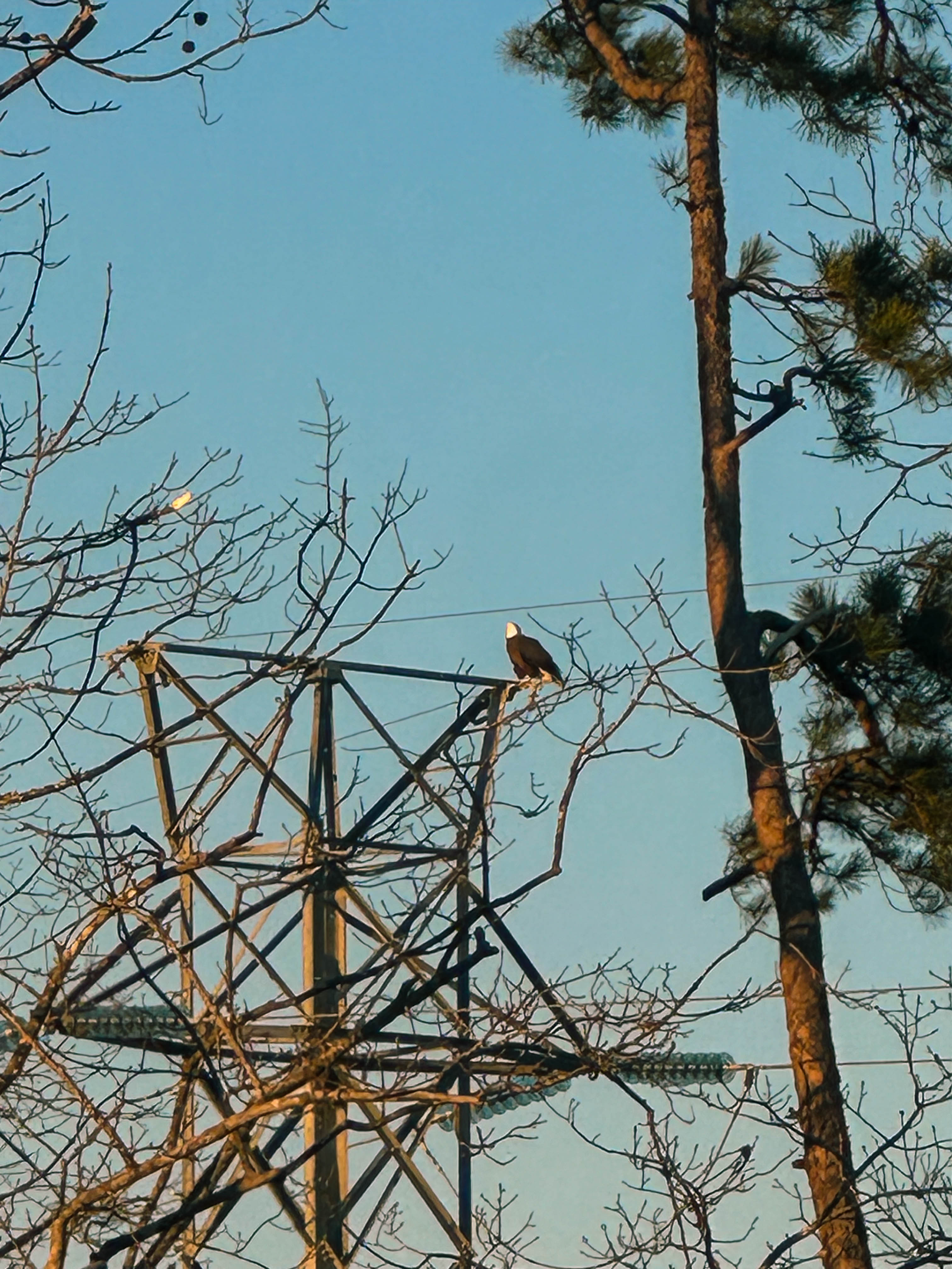 winter, mom life, pregnancy, january, things to do, fort mill, charlotte, cookies, baking, healthy, meals, dinner, what to eat, football season, salads, breakfast spots, matcha, coffee, parm, swim lessons, lifestyle blogger, motherhood blog, home cleaning, pad thai, life with a toddler, pregnancy updates