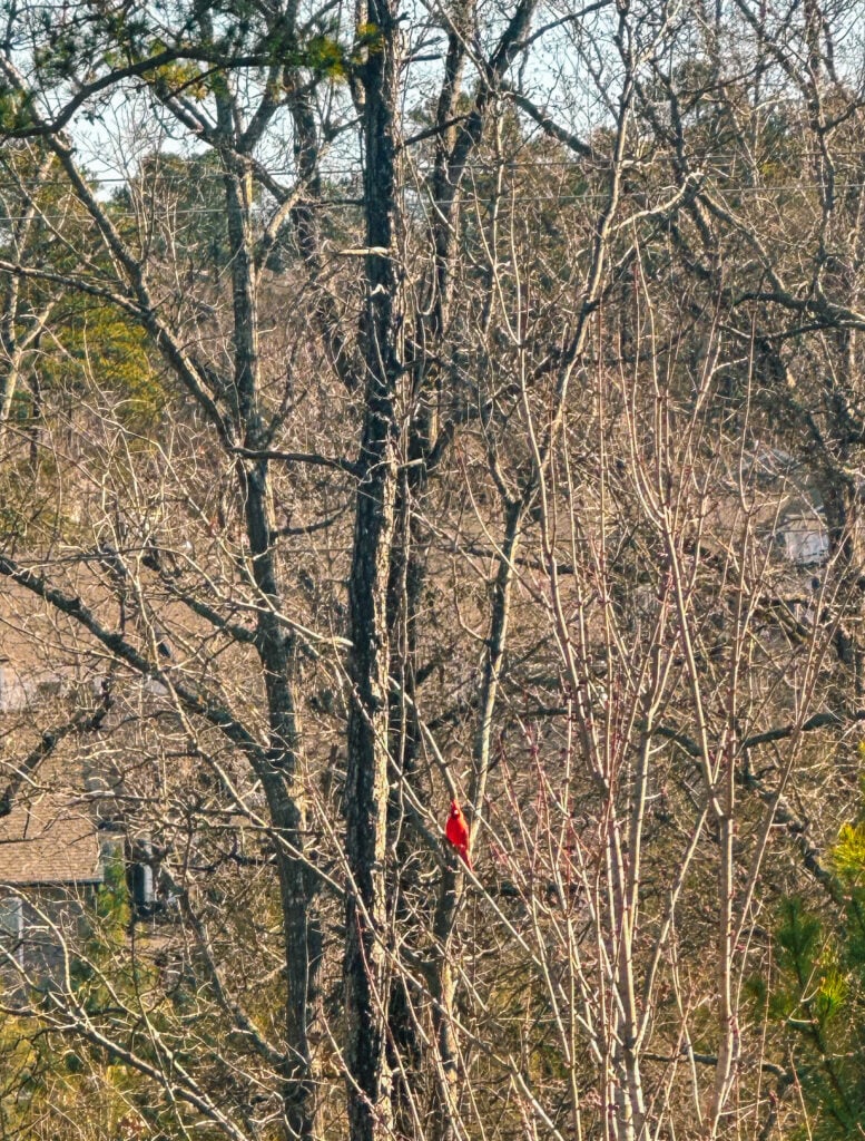 Birth blog, starbucks labor drink, birth story, second pregnancy, motherhood, mom life, lifestyle blog, labor, natural birth, boy mom