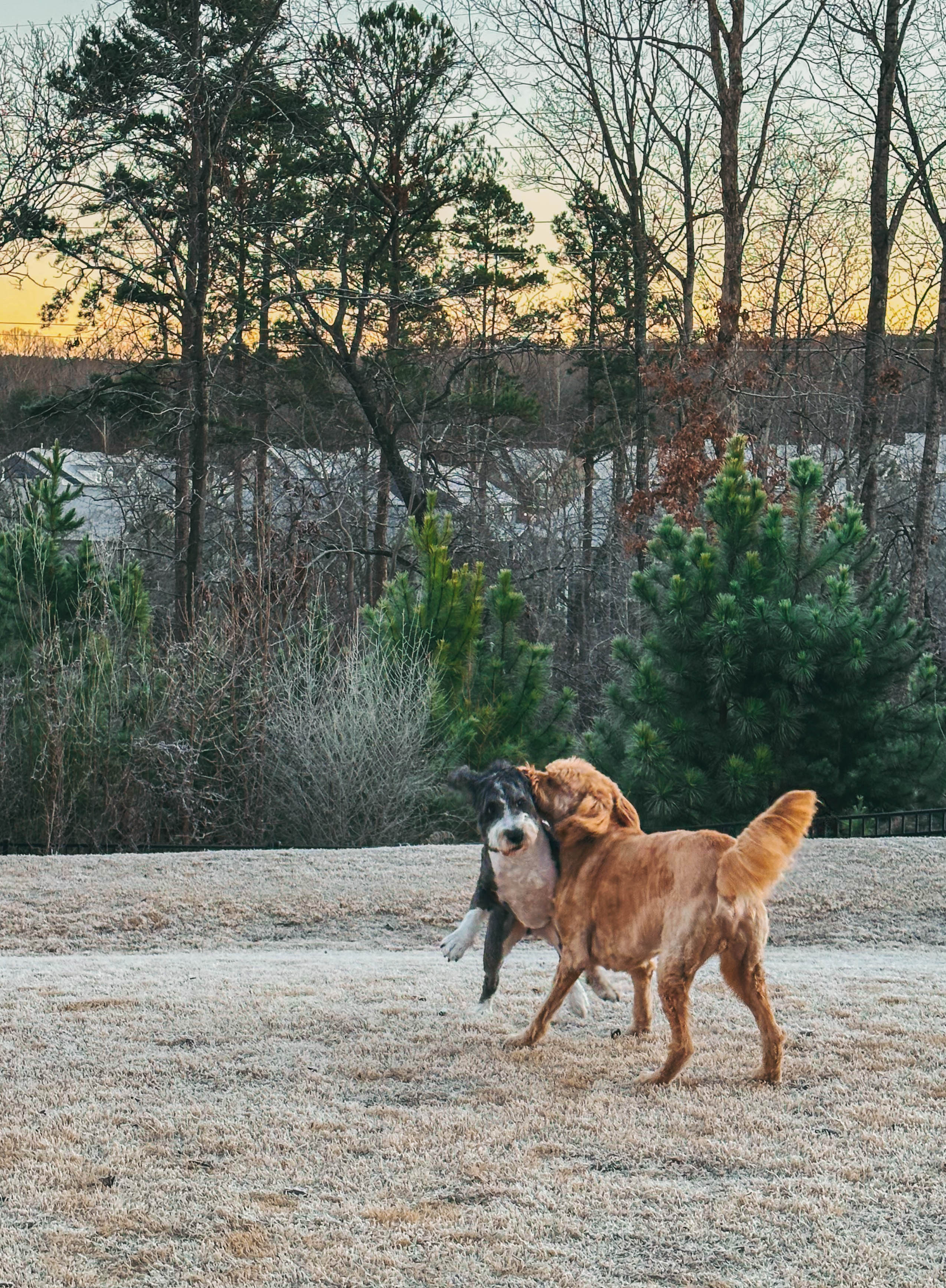 motherhood recap blog, lifestyle, mom life, toddler mom, south carolina, fort mill, swiss cheese, sherry chicken, healthy food, poppyseed kitchen, swim lessons, dinner ideas, motherhood, pregnancy, maternity, sourdough, birthday, cake, birds, food, snacks, snow day, snowing, tea, life